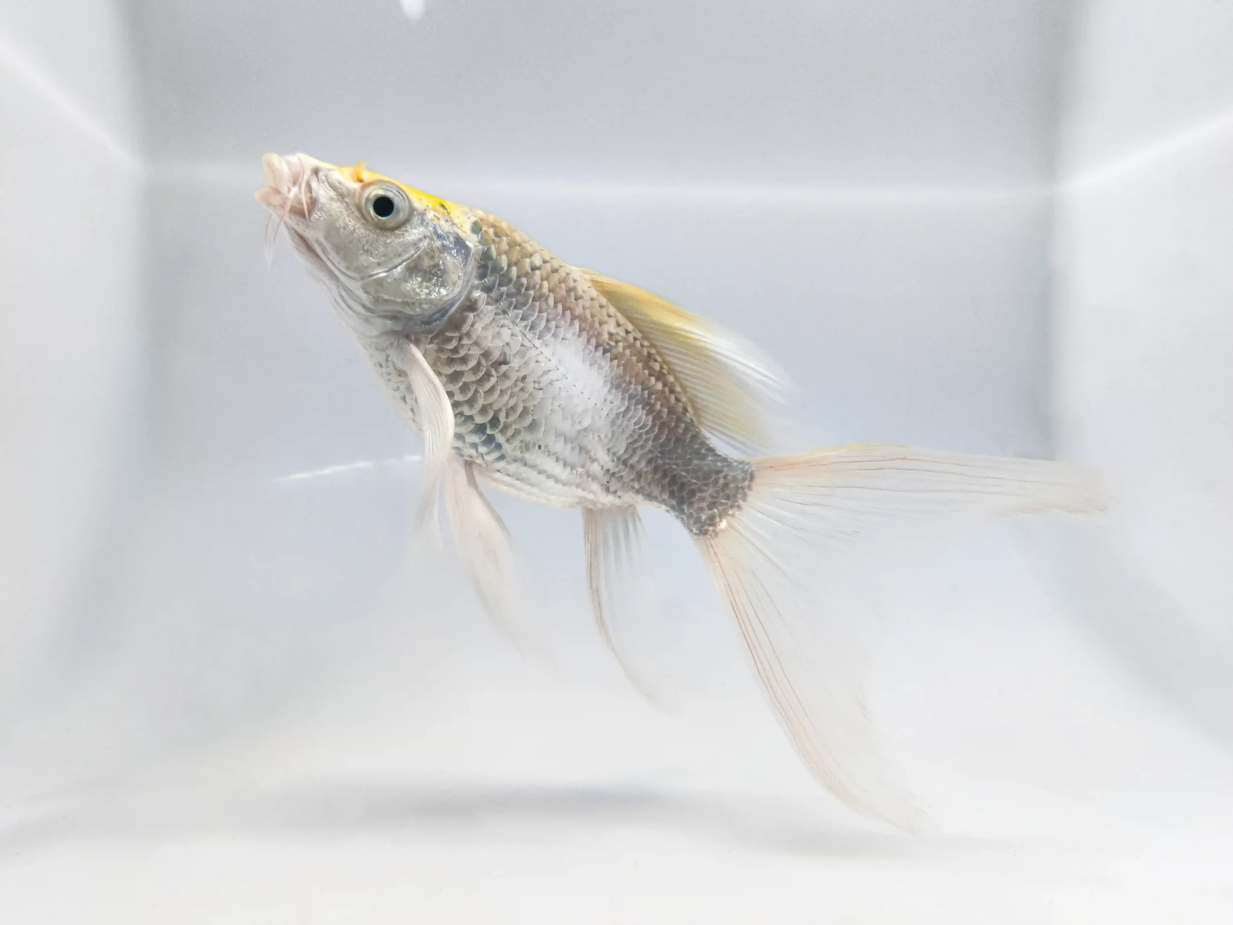 Fancy goldfish with flowing fins