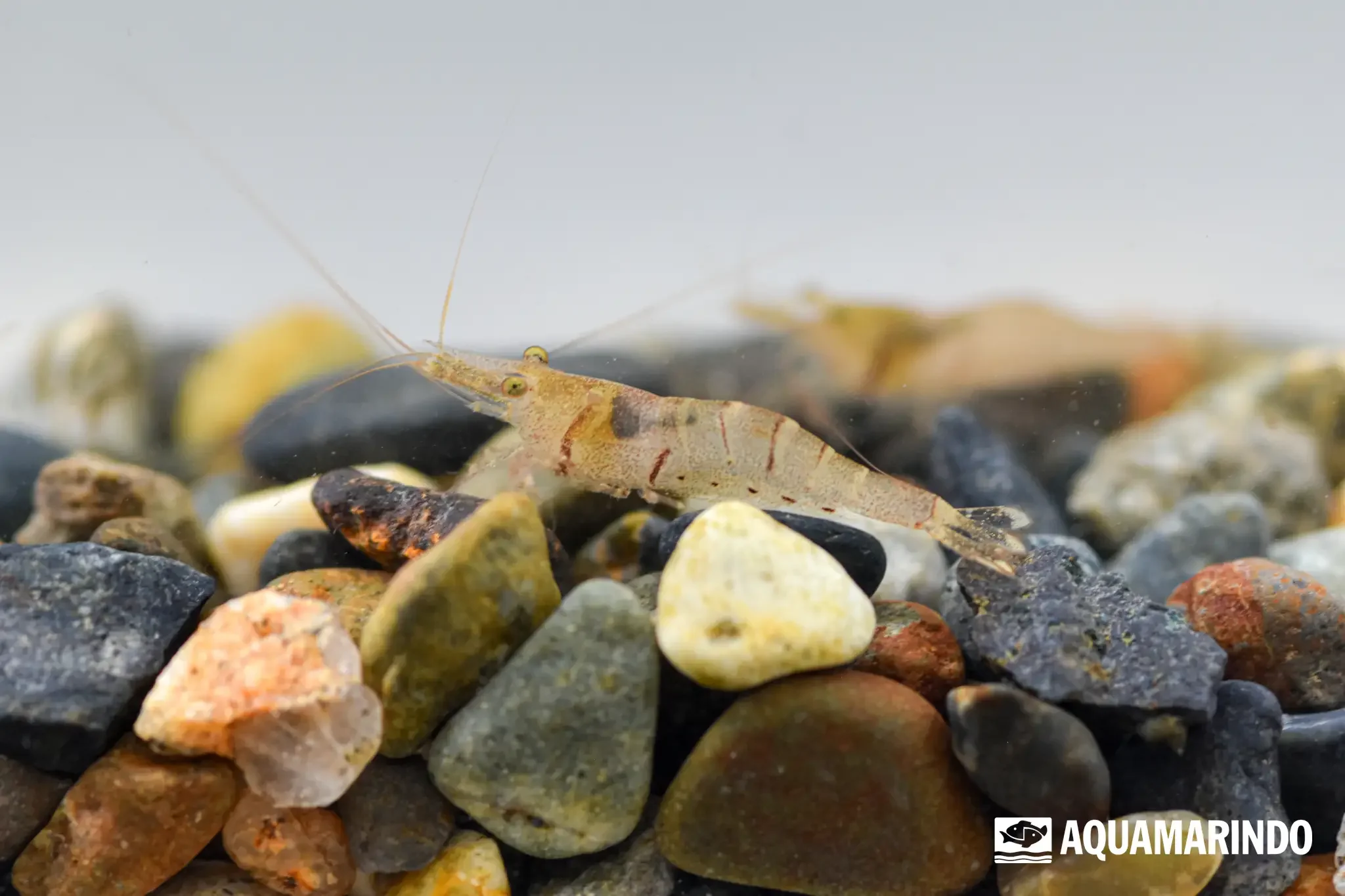 Six-banded freshwater shrimp with contrasting body stripes