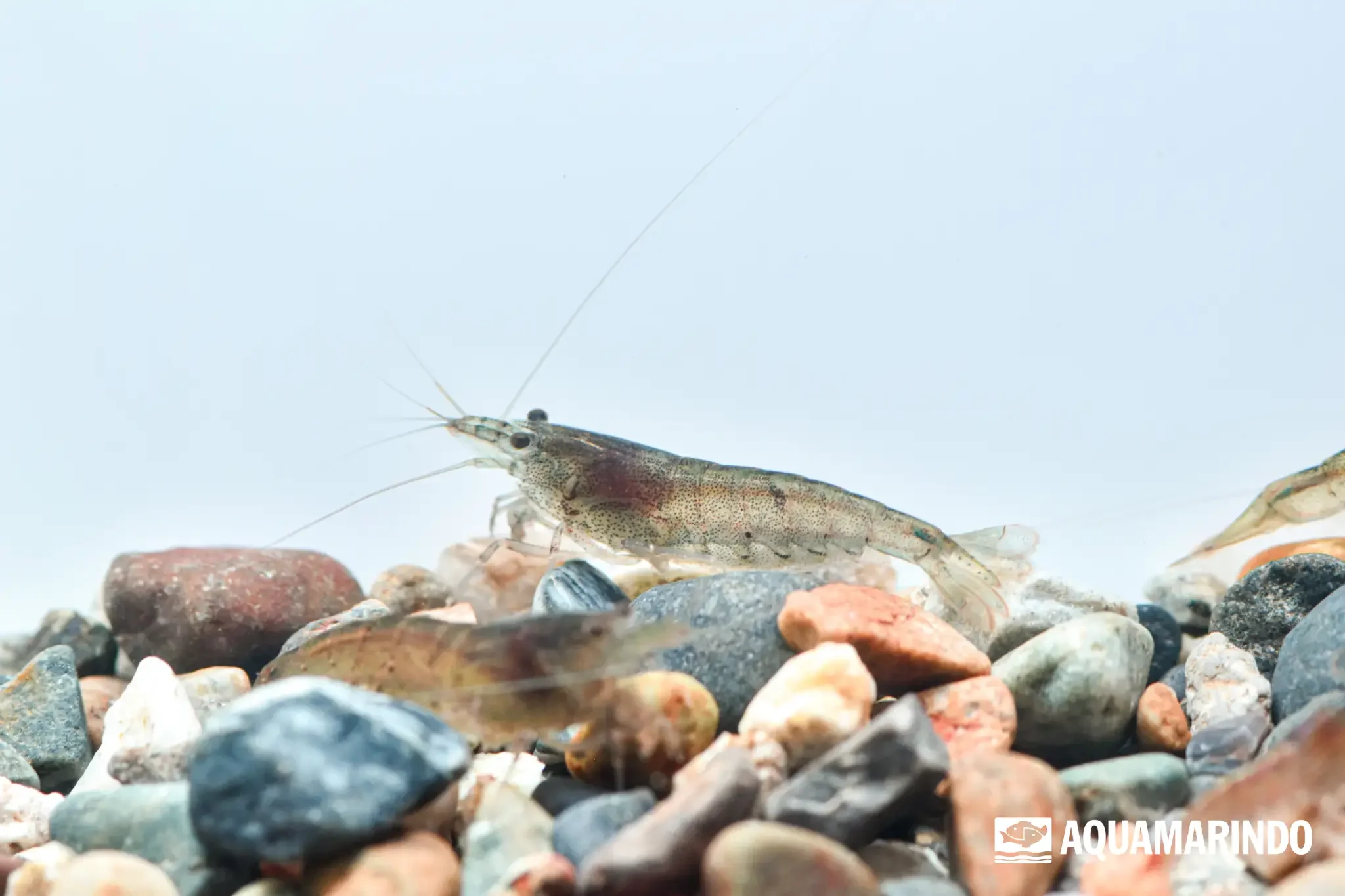 Wild amano shrimp, a larger algae-eating freshwater shrimp