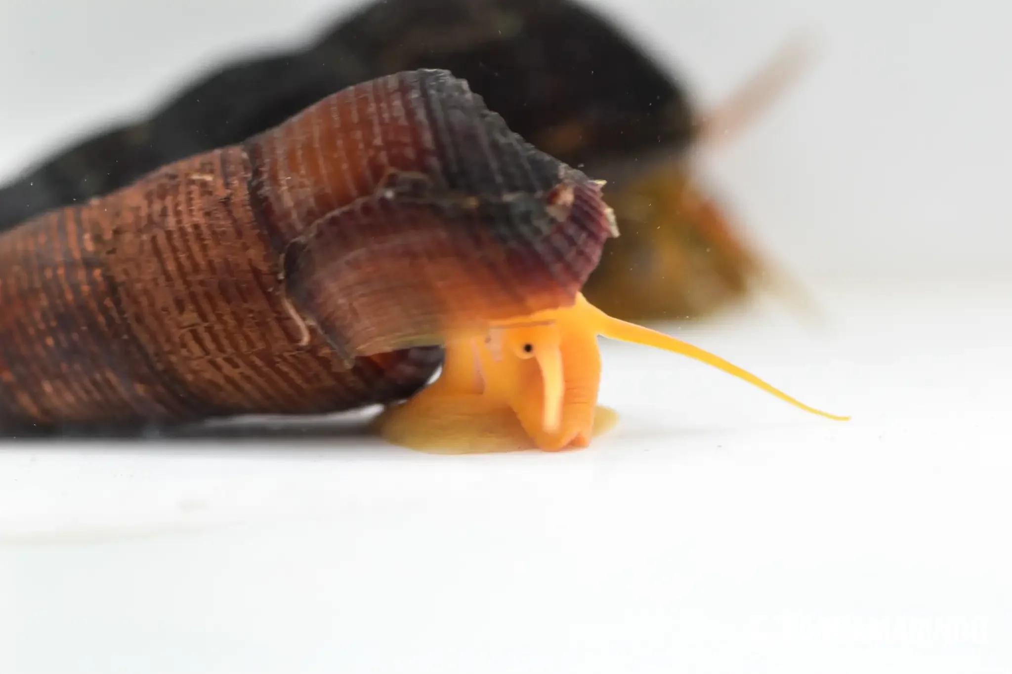 Orange Poso rabbit snail with warm orange coloring
