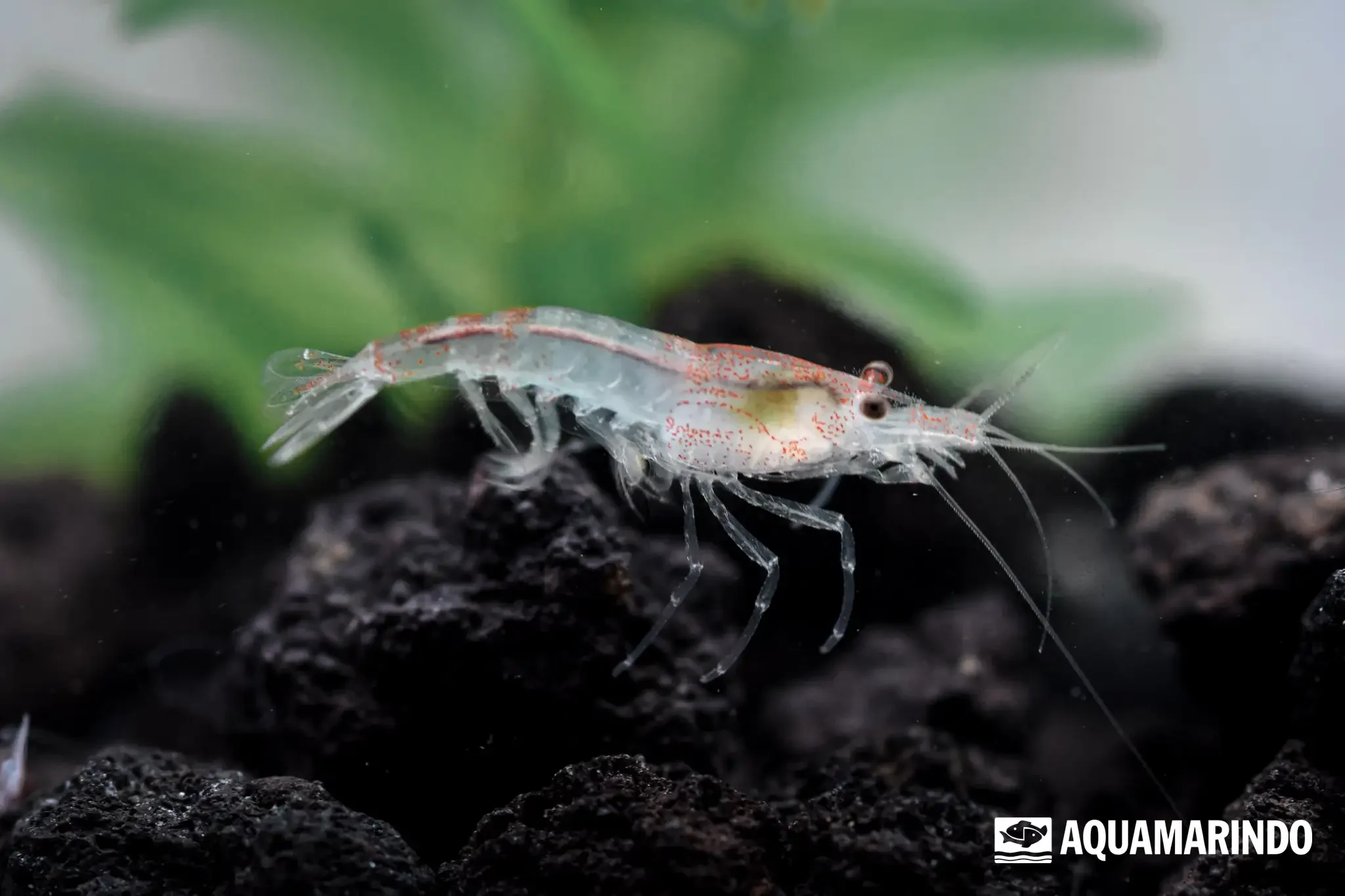 Yellow rili shrimp with yellow patches on a partly clear body