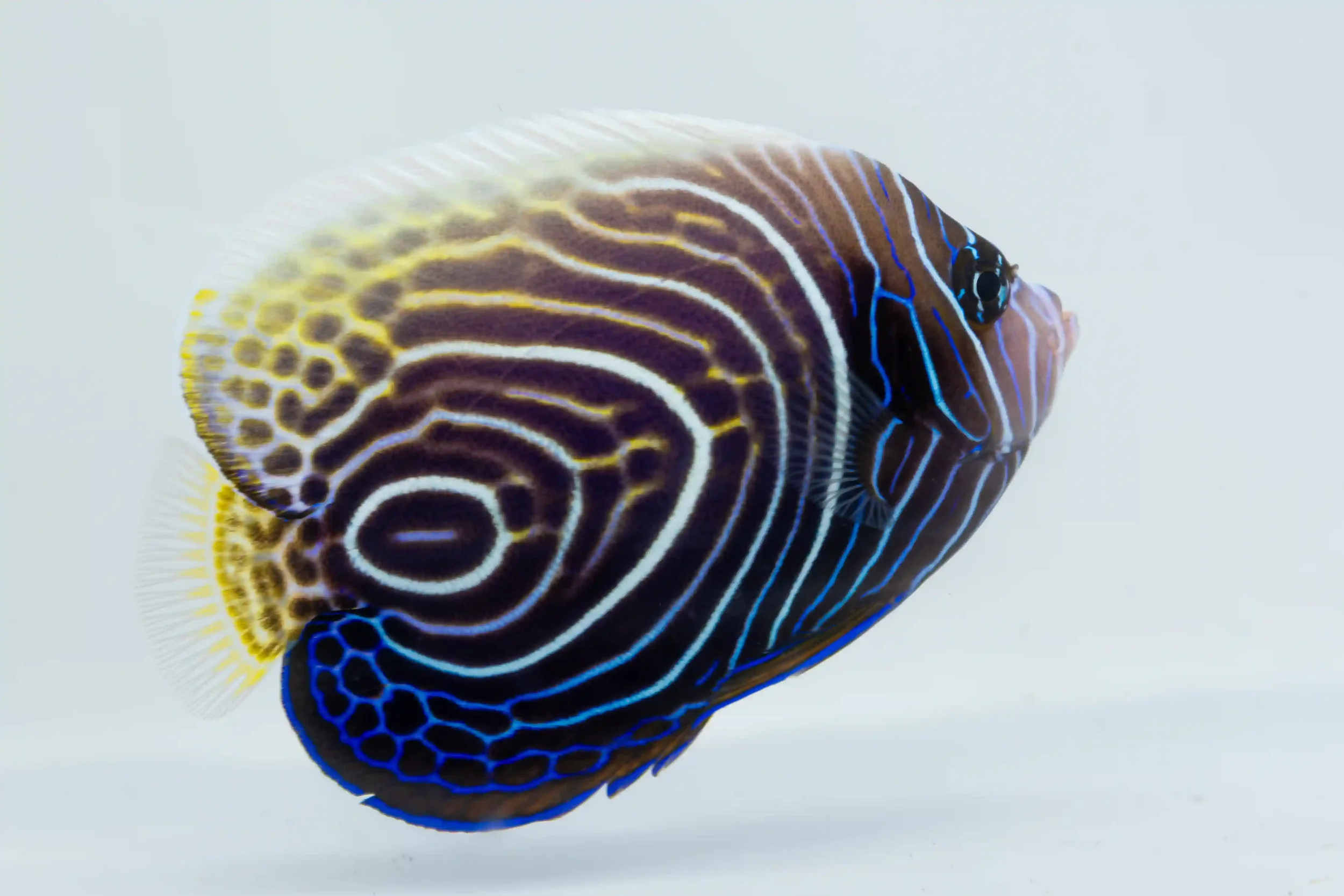 Emperor angelfish, a saltwater angelfish from Indo-Pacific reefs