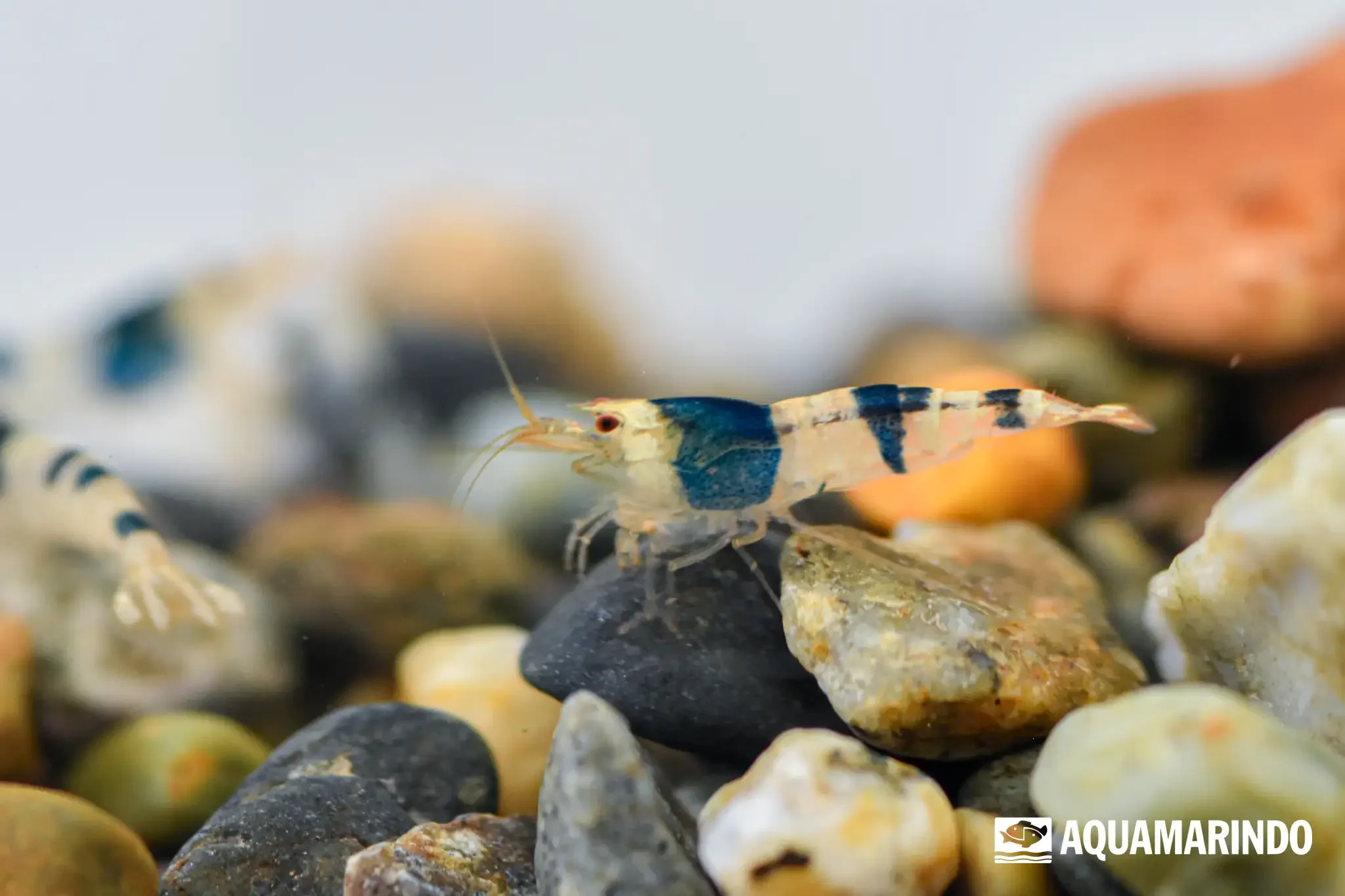 Pure black line shrimp, a white-bodied shrimp with a black line