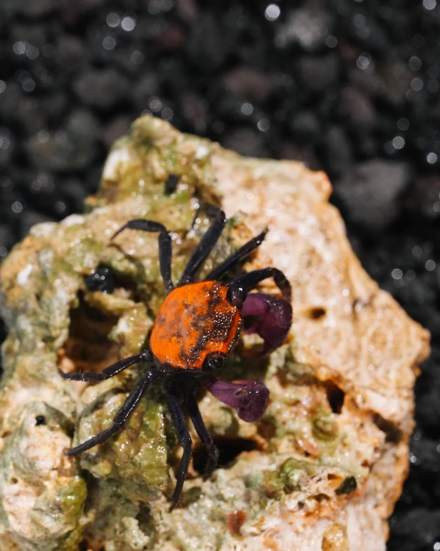 Halloween vampire crab, a vividly patterned vampire crab