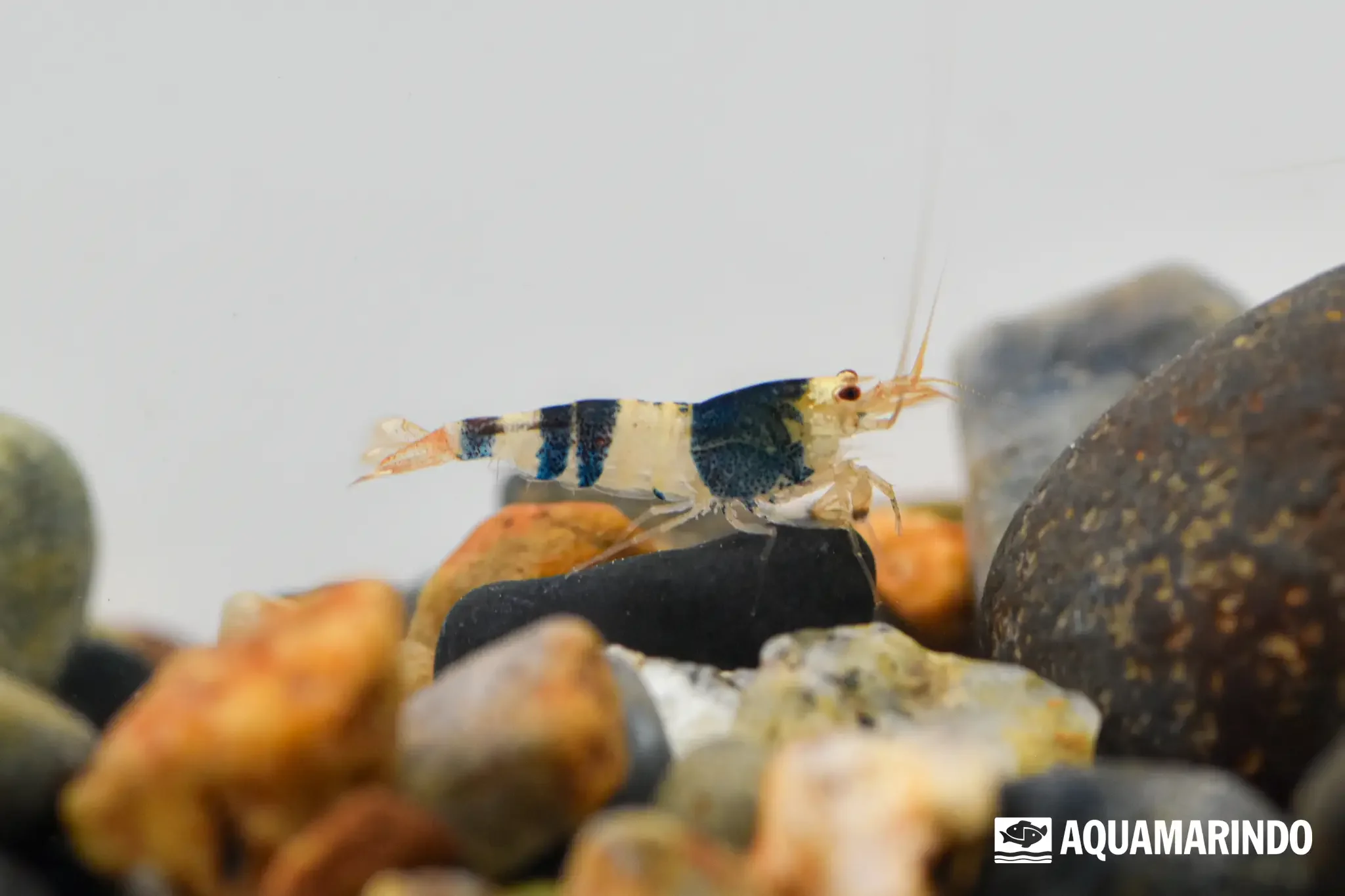 Black crystal shrimp, a black and white banded freshwater shrimp