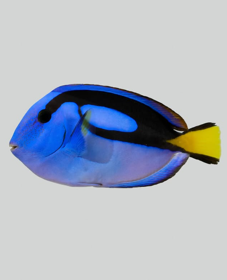 Blue tang (Paracanthurus hepatus) with a royal blue body, black palette marking, and yellow tail