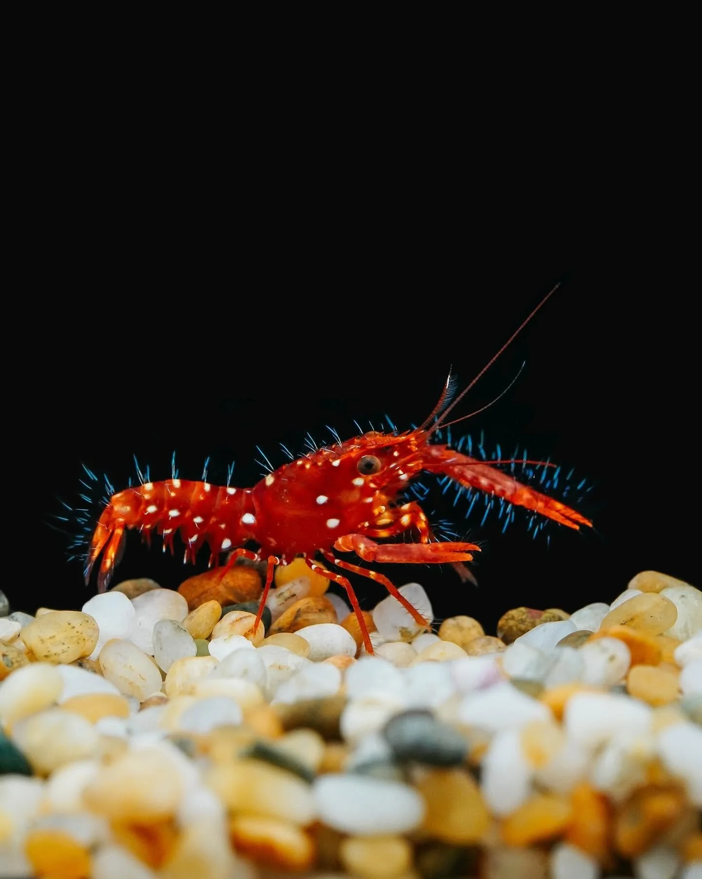 Red Hawaiian reef lobster (Enoplometopus occidentalis) with vibrant reddish-orange coloration and prominent claws