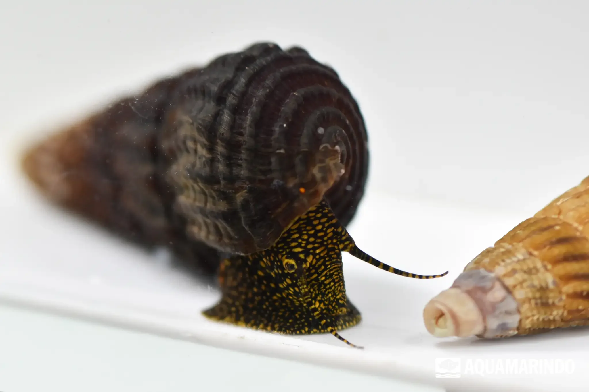Golden spot snail with golden markings on its shell
