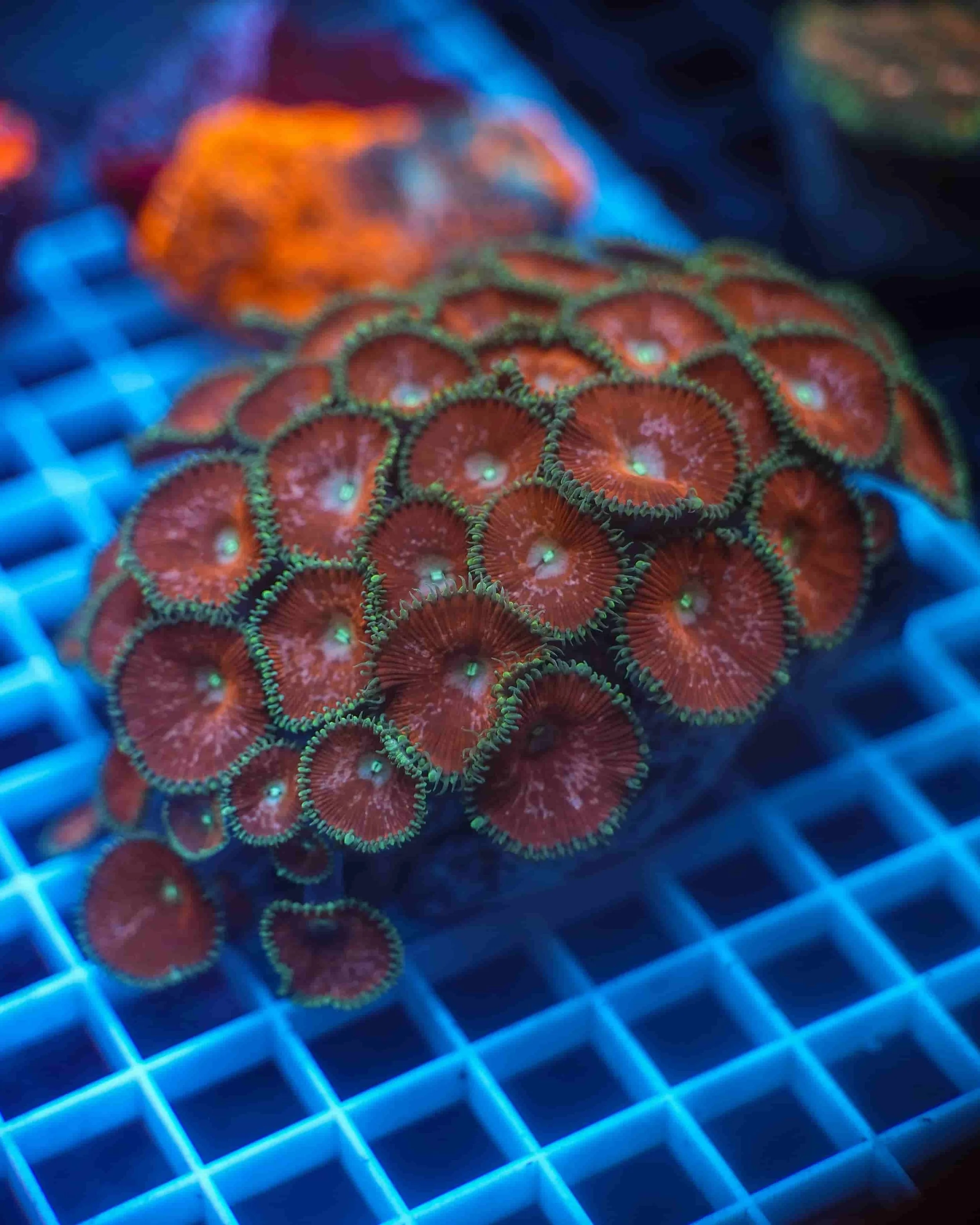 Red Death Palythoa