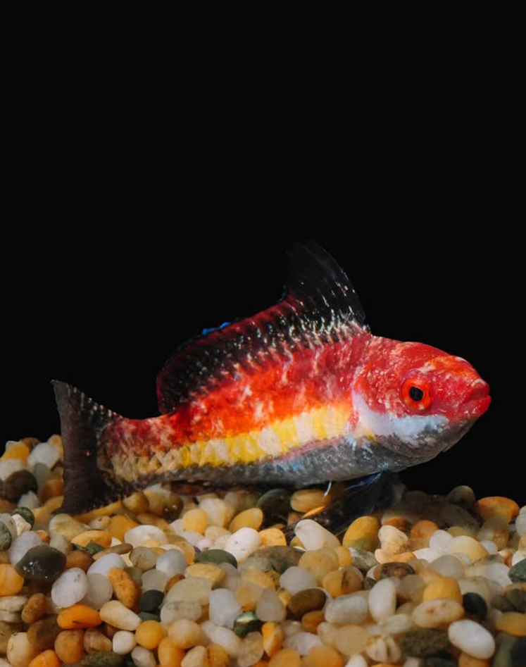 Naoko's fairy wrasse (Cirrhilabrus naokoae), a small, colorful fairy wrasse
