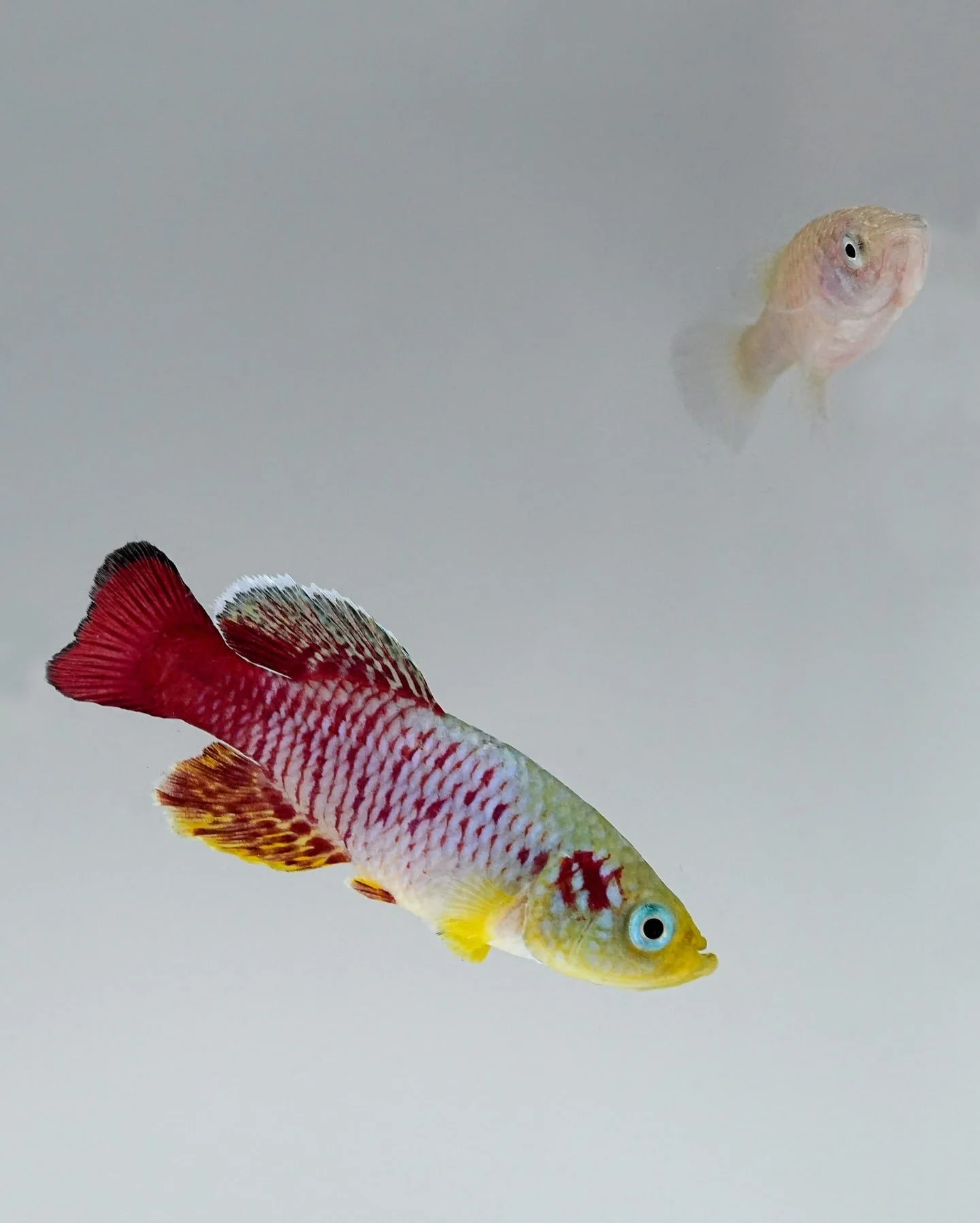 Redtail Notho