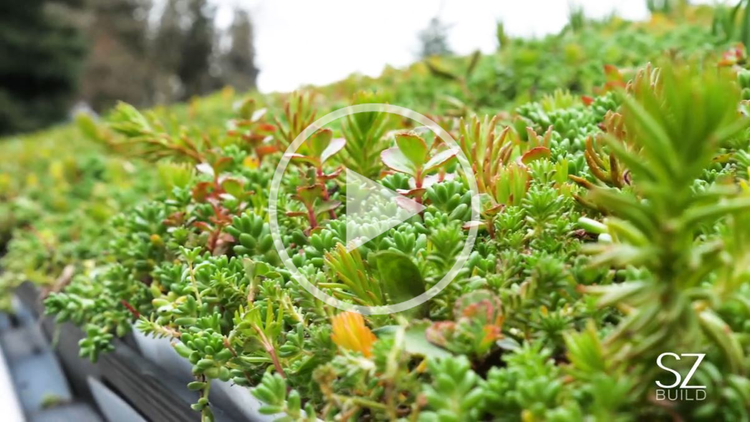 The Green Roof