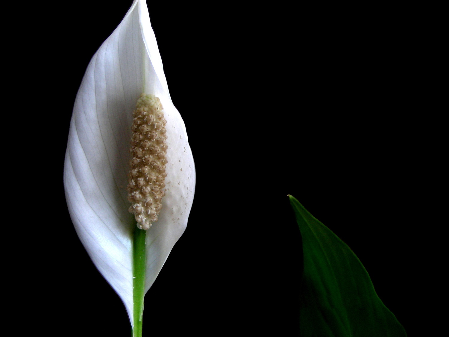 Peace Lily