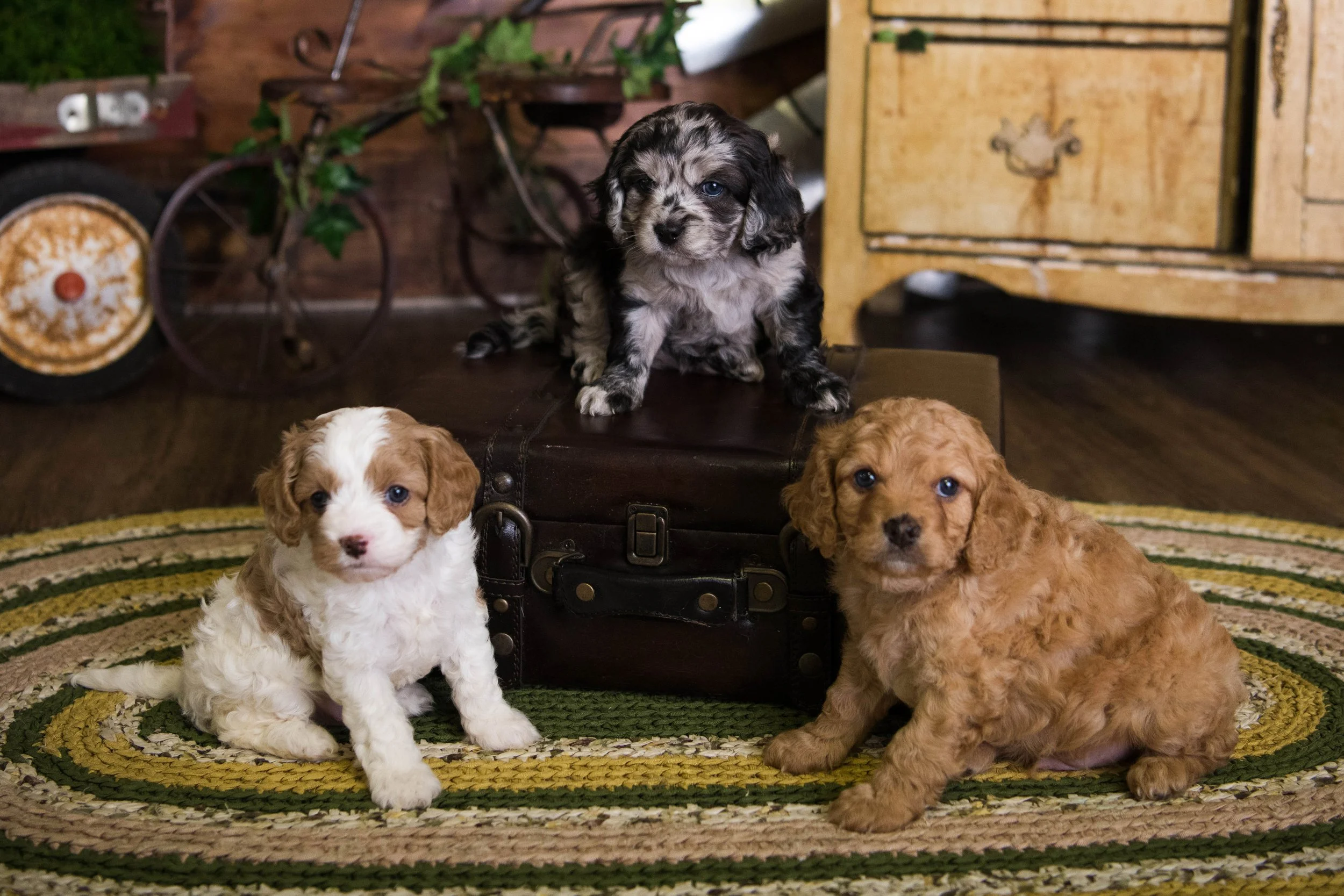 Group of puppies in a studio portrait scene