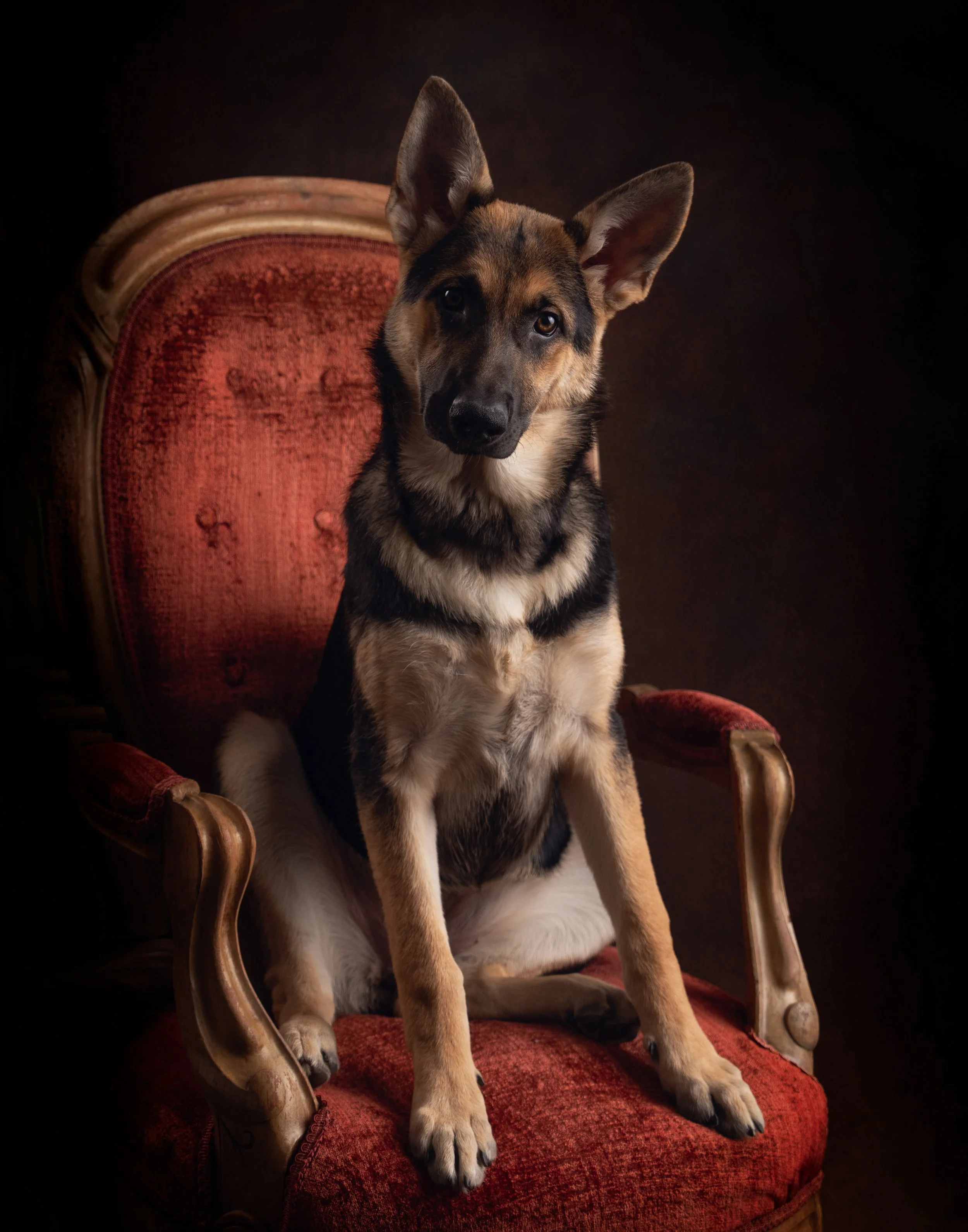 Studio portrait of a German Shepherd