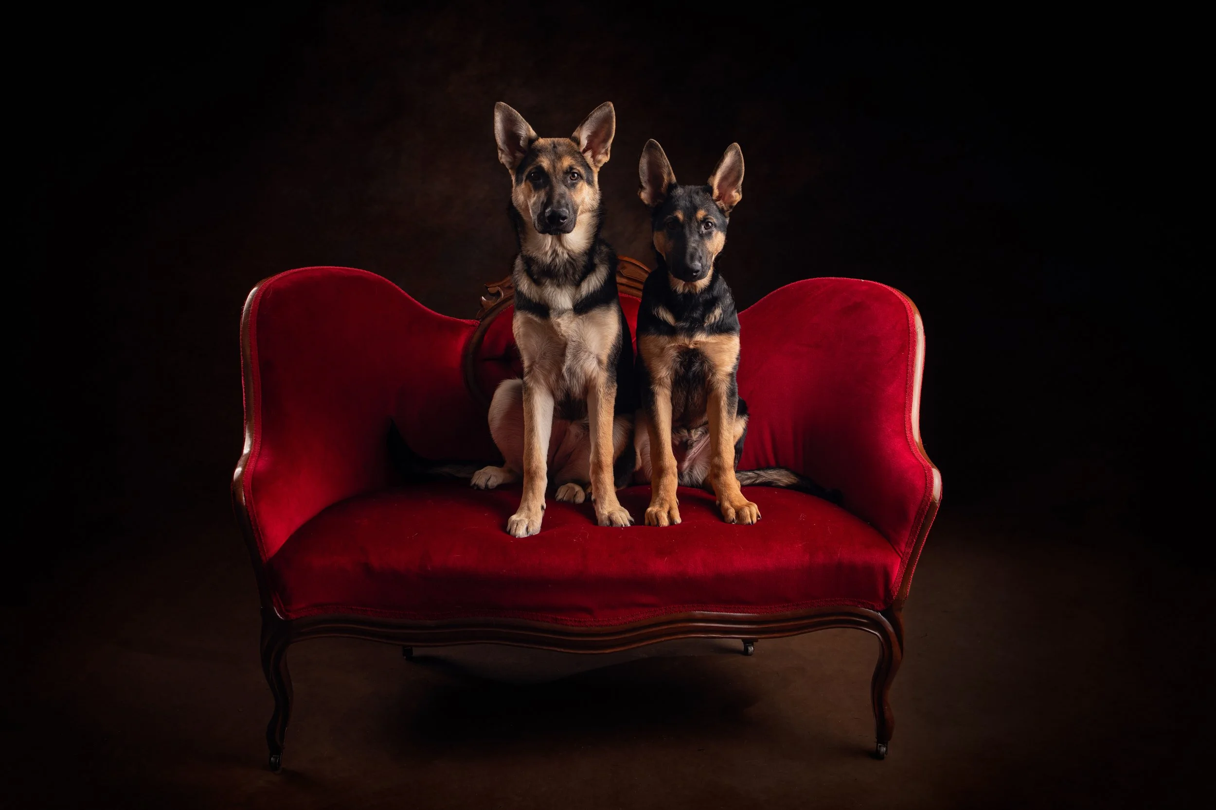 Bailey and Behr photographed by Matt and Shea Photography