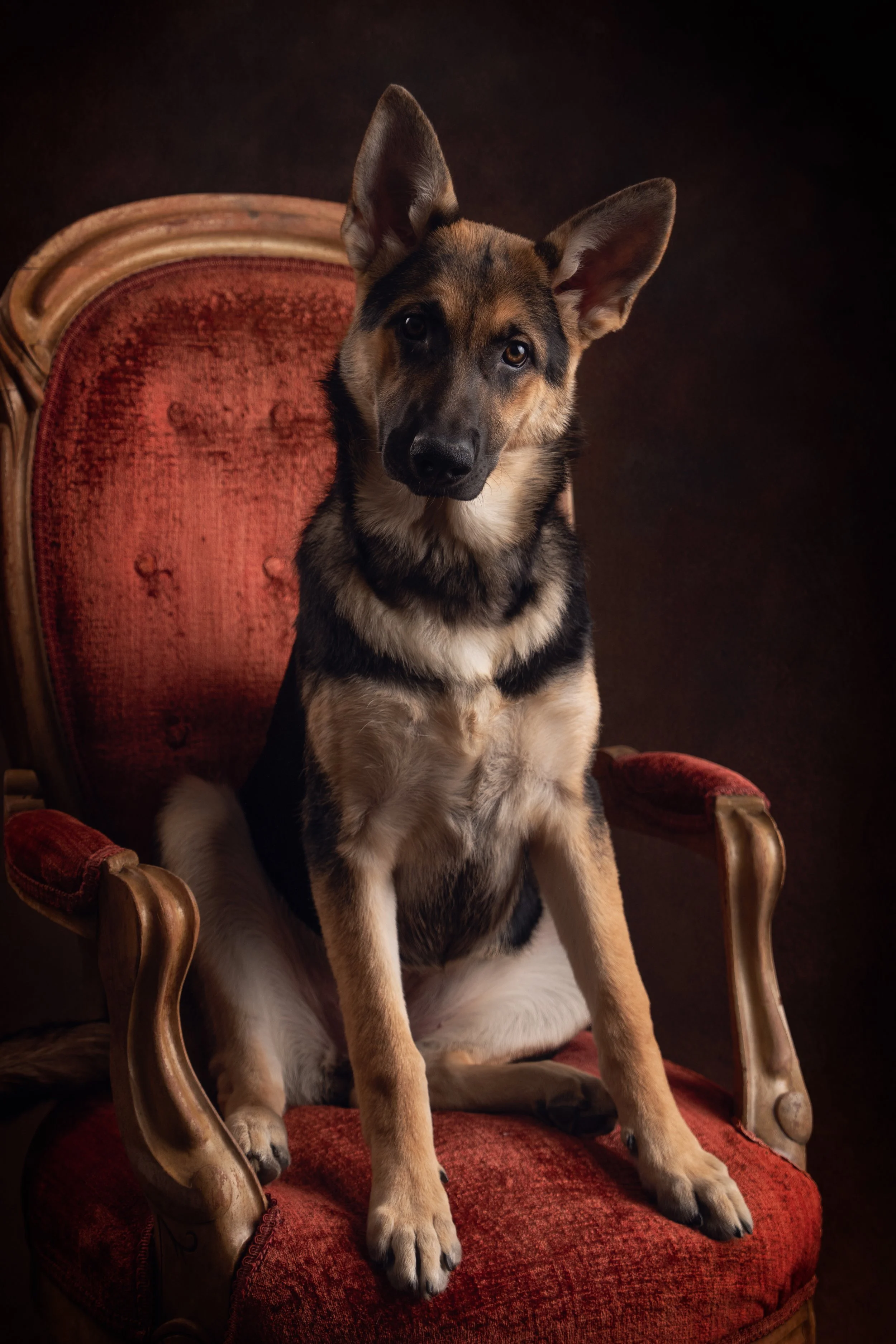 German shepherd studio pet portrait by Matt and Shea Photography in Chattanooga