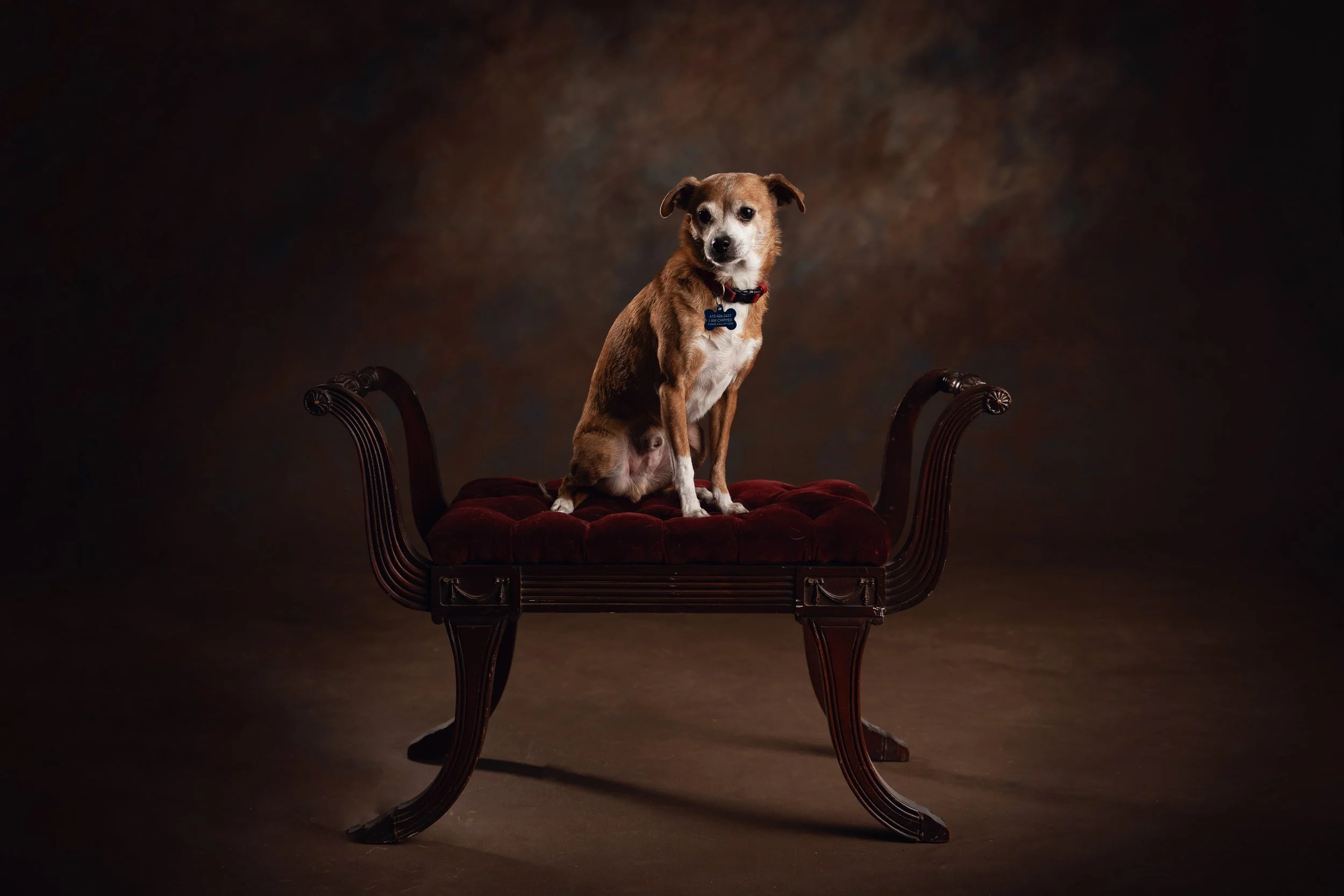 Dog posed on an antique bench