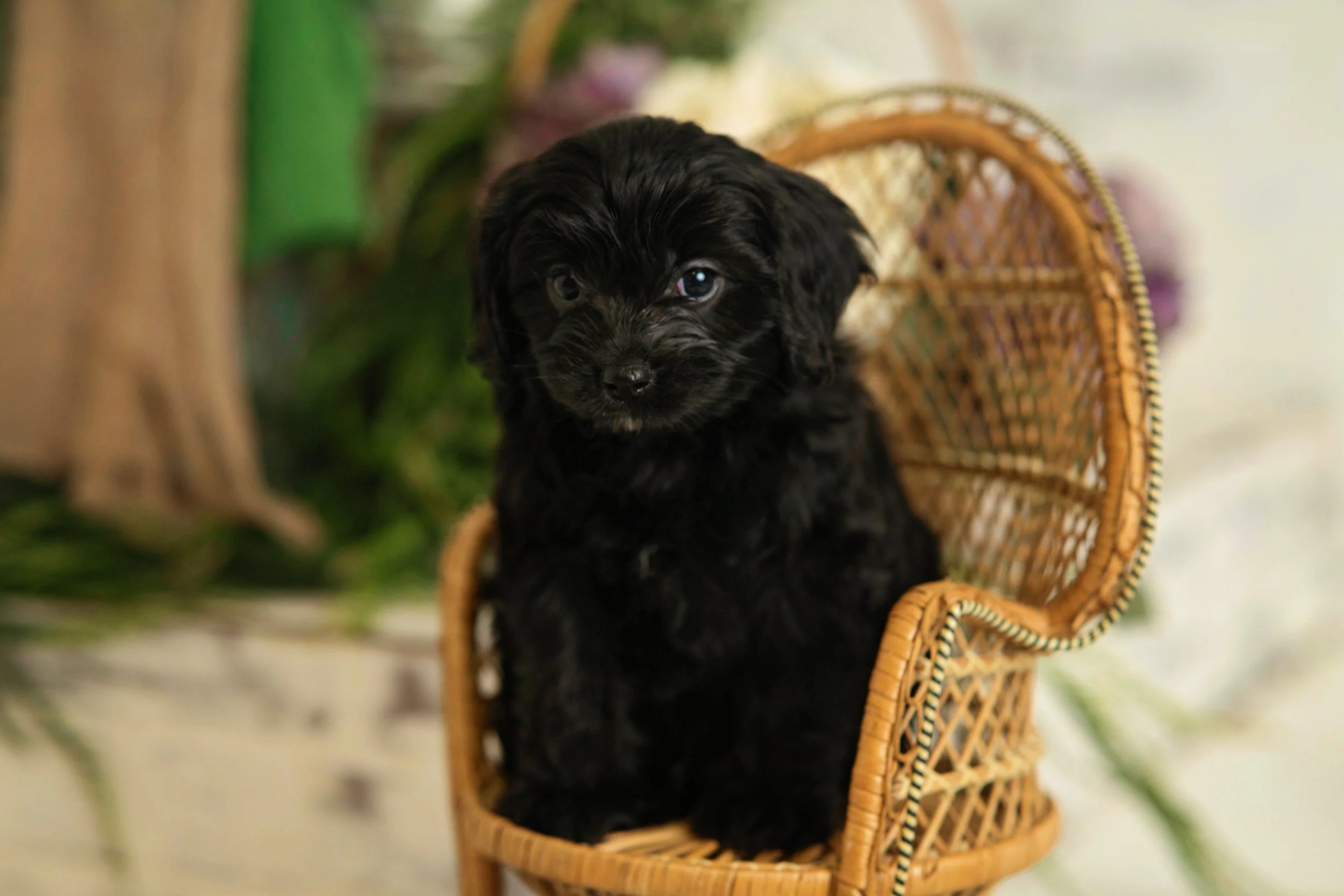 Black puppy on a wicker chair