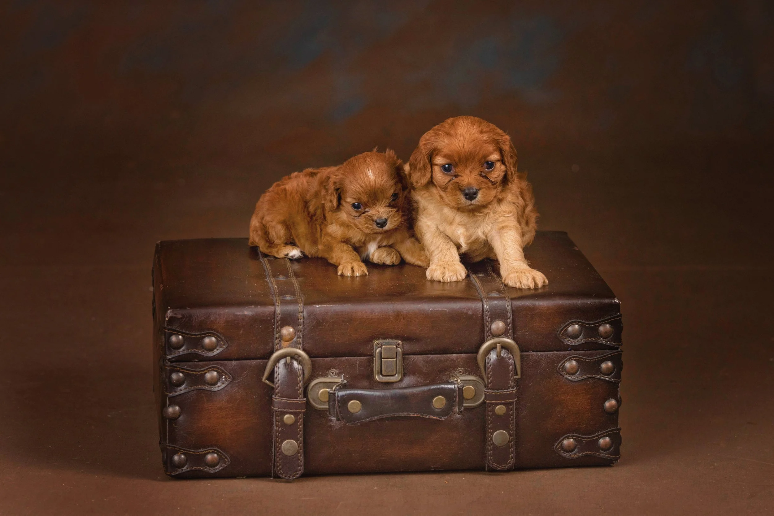 Two puppies on a vintage suitcase