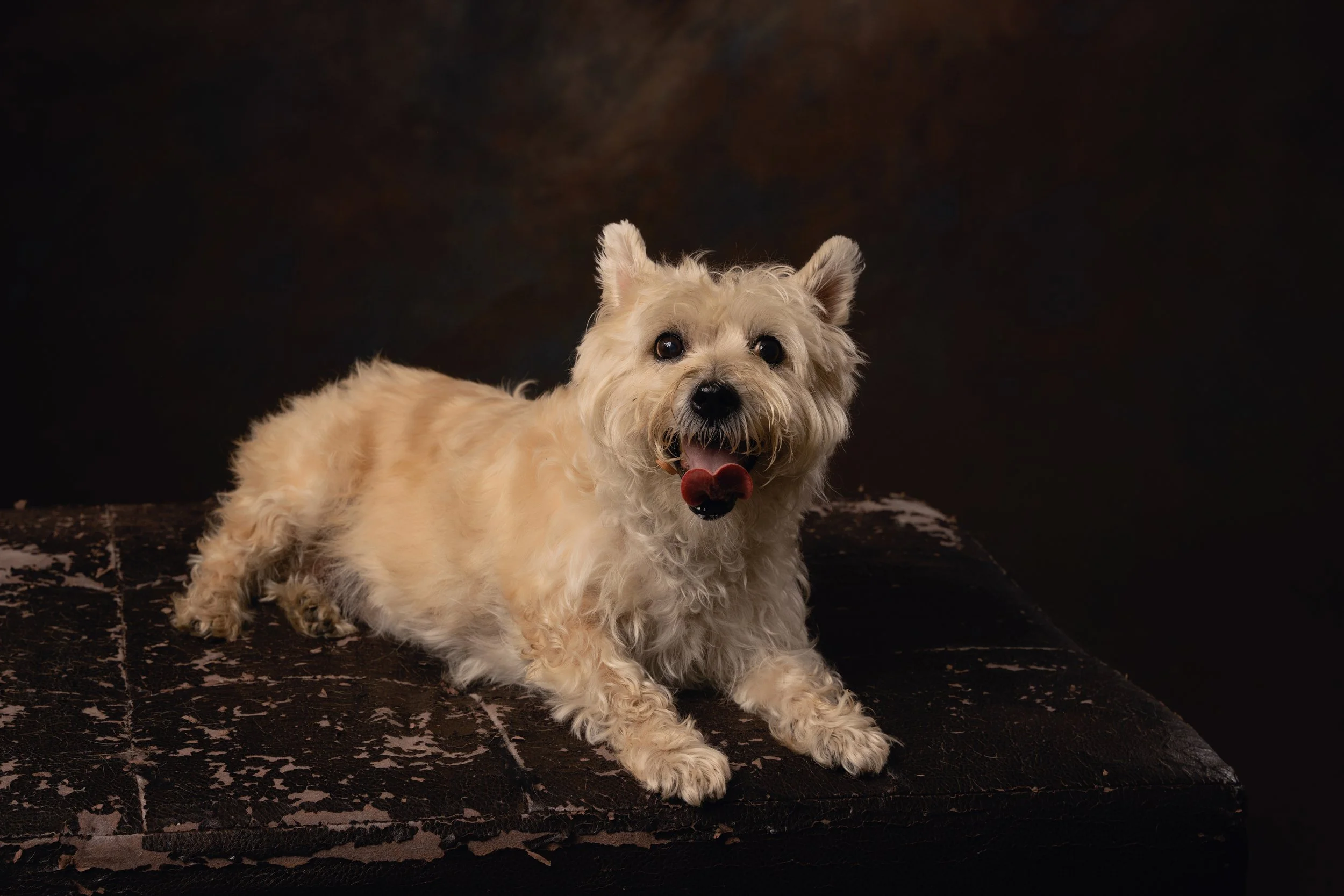 White terrier pet portrait