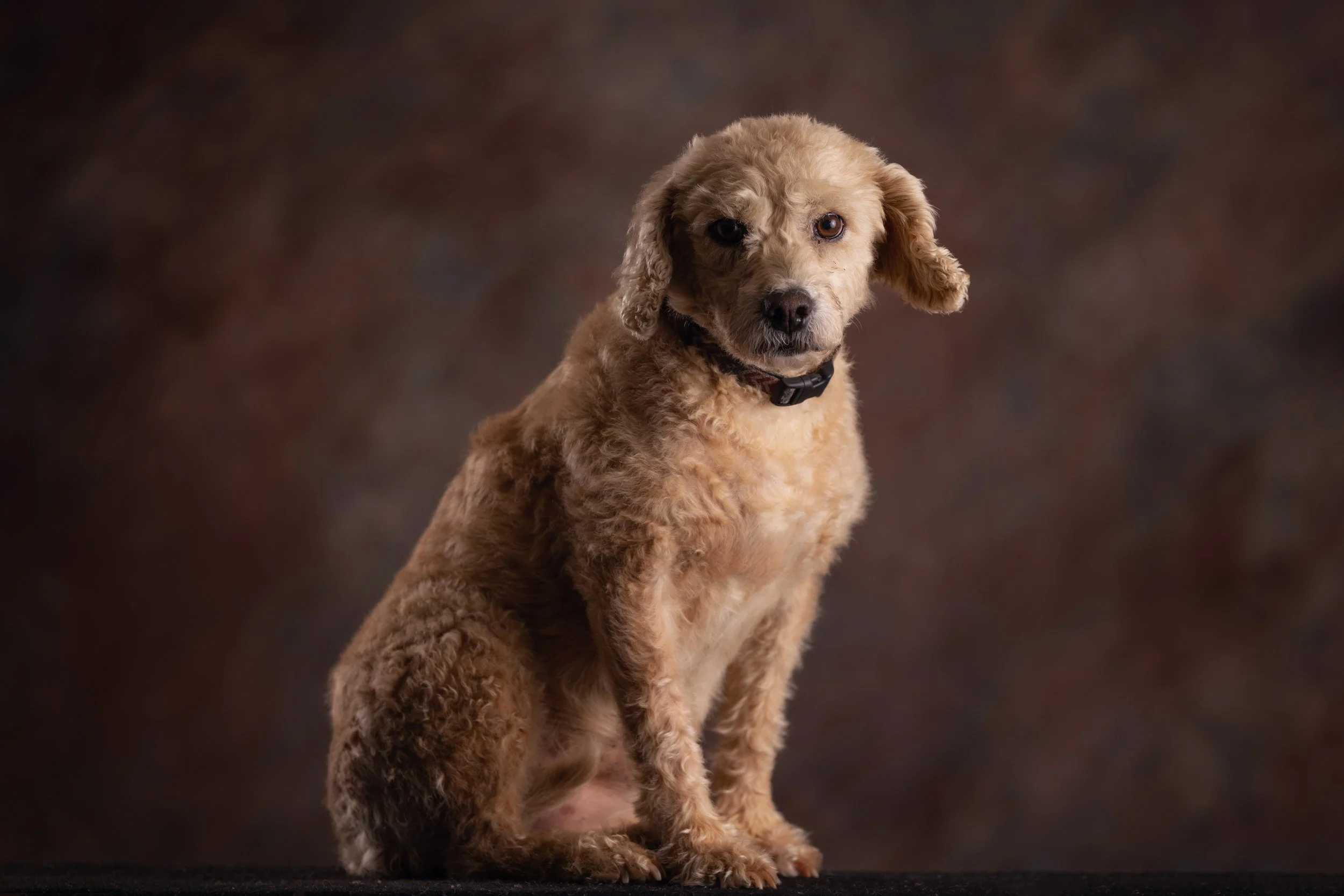 Curly-haired dog studio portrait