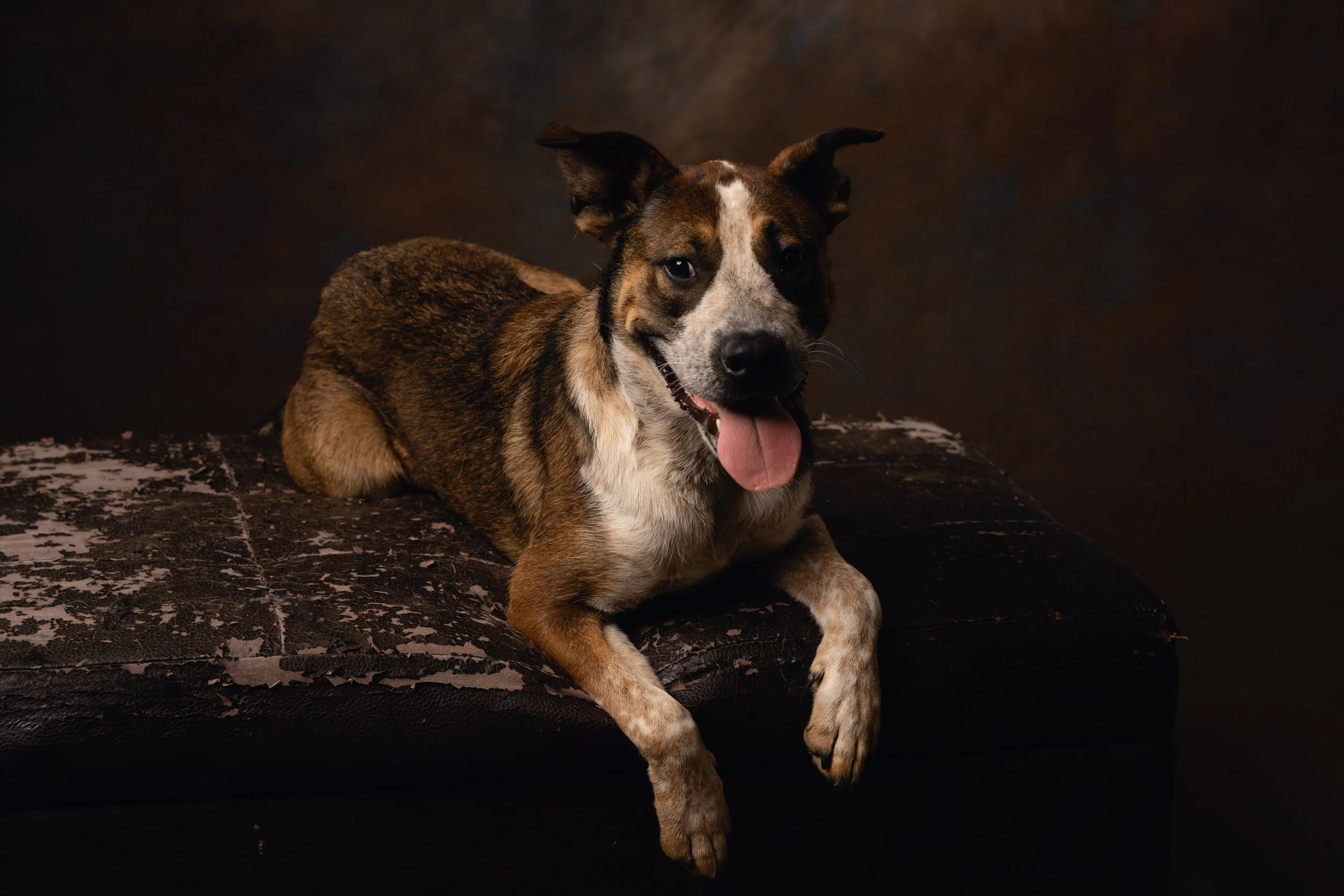 Happy dog resting on a studio ottoman