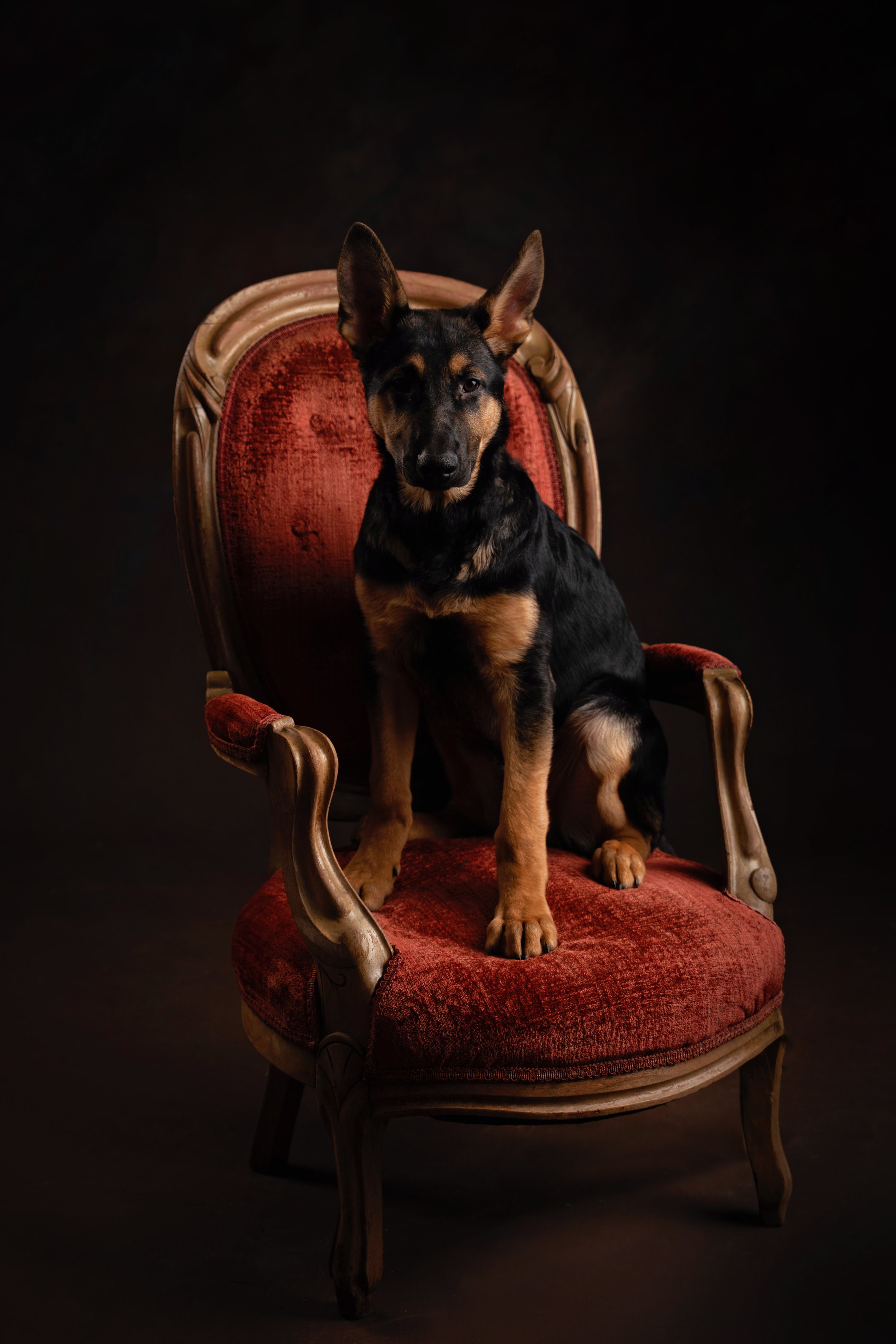 German Shepherd pet portrait