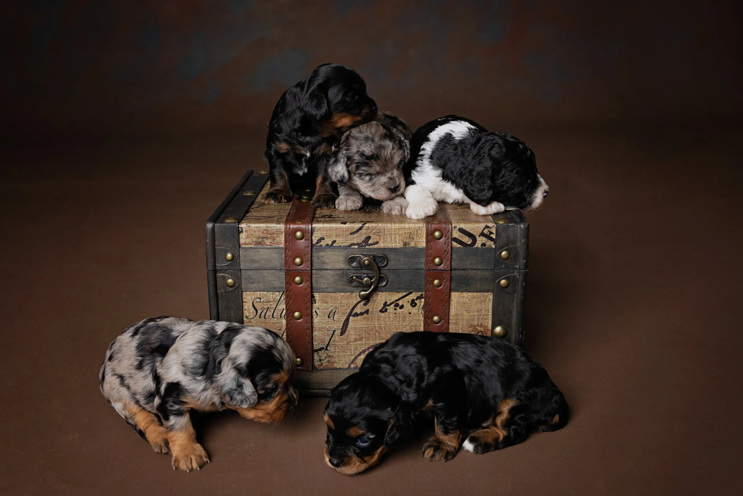 Pets