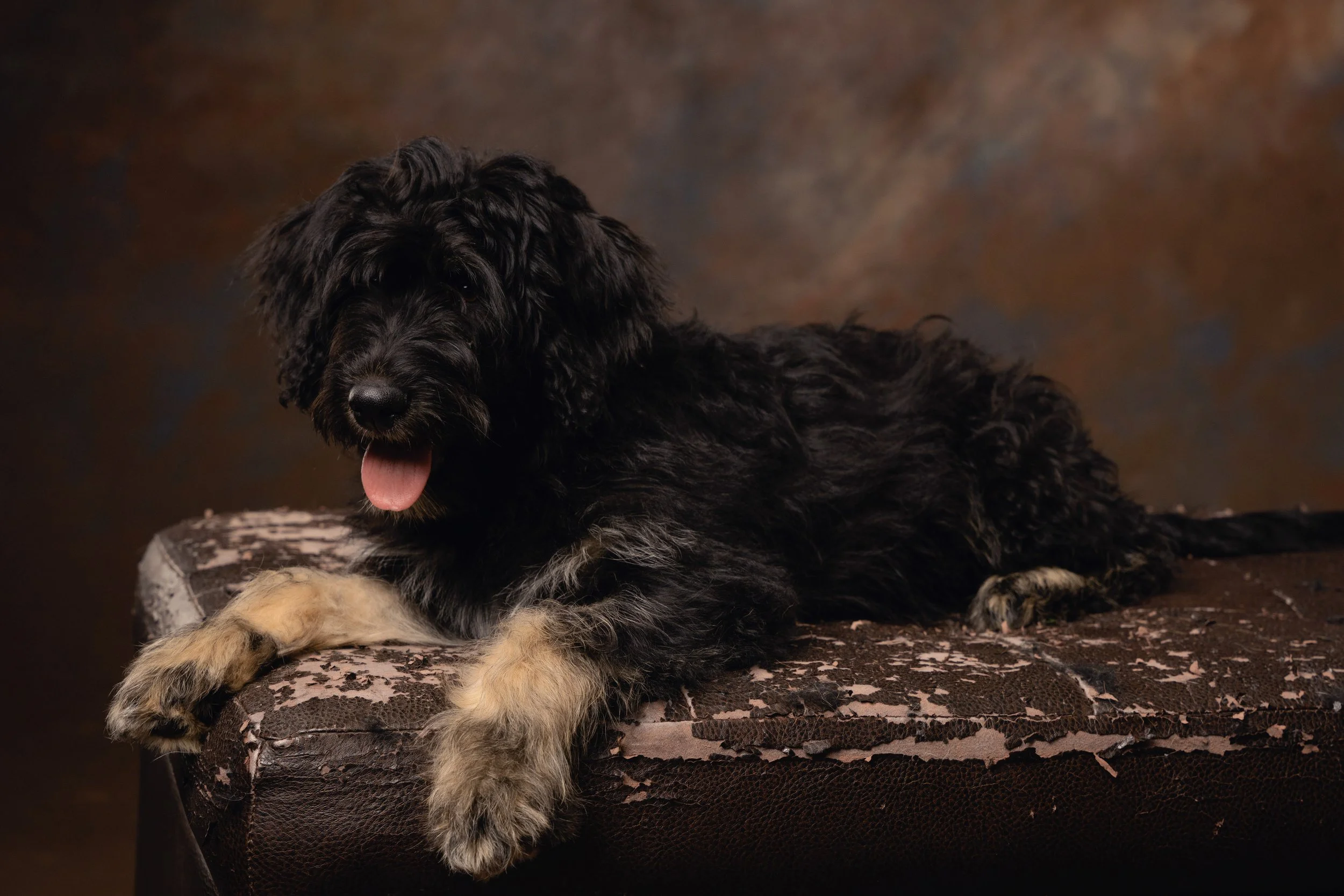 Professional Chattanooga pet portrait