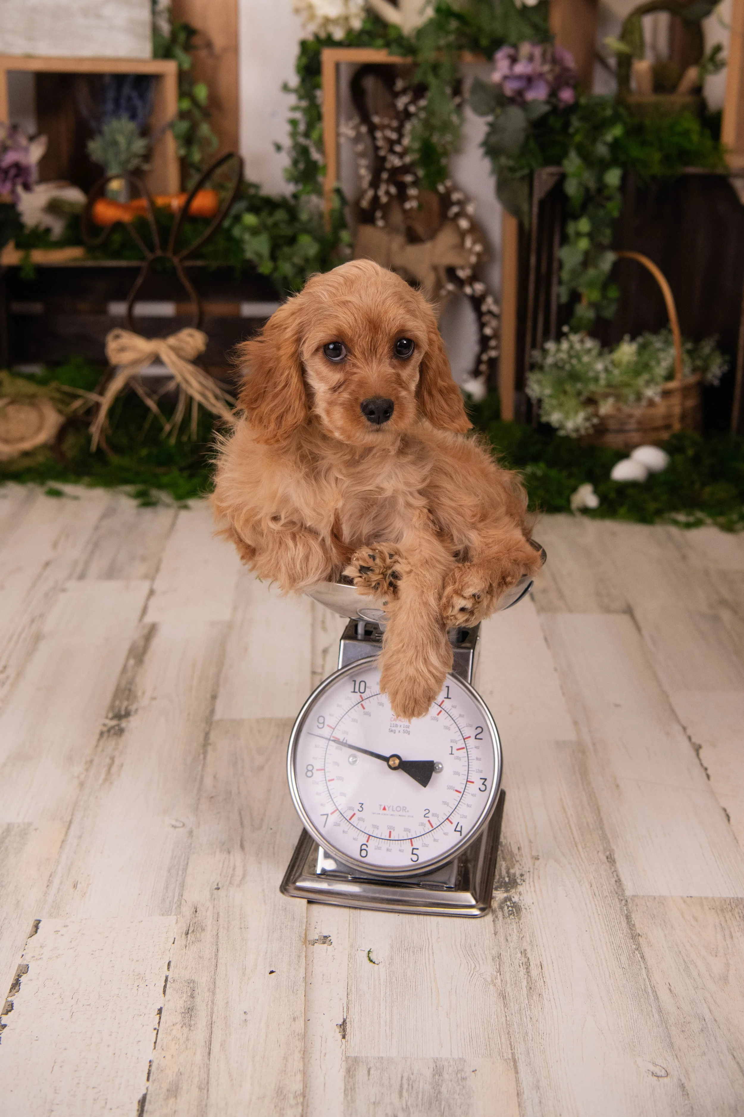 Puppy portrait on an antique scale