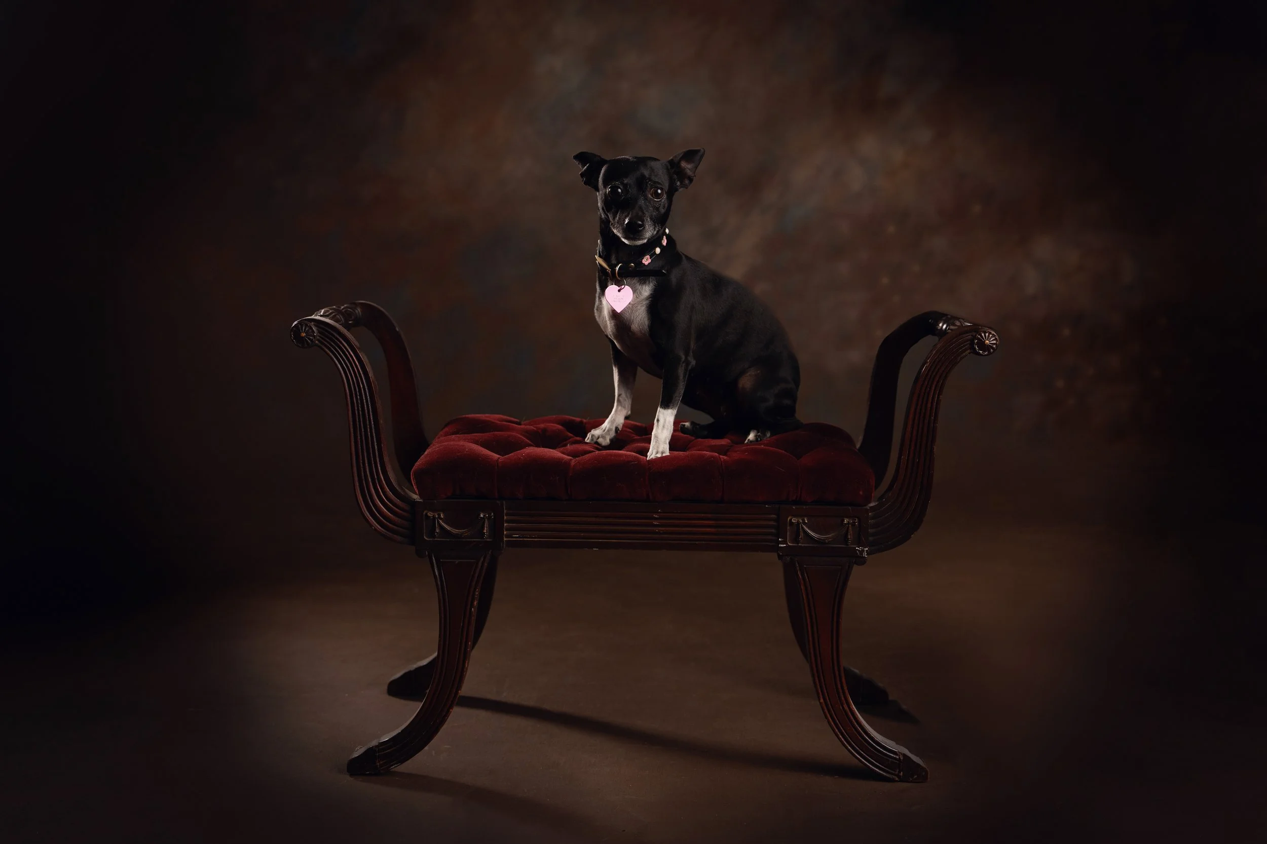 Black dog on an antique bench