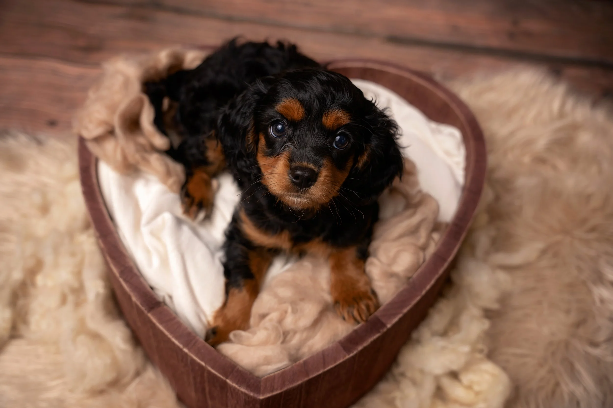 Small puppy in a heart-shaped bed