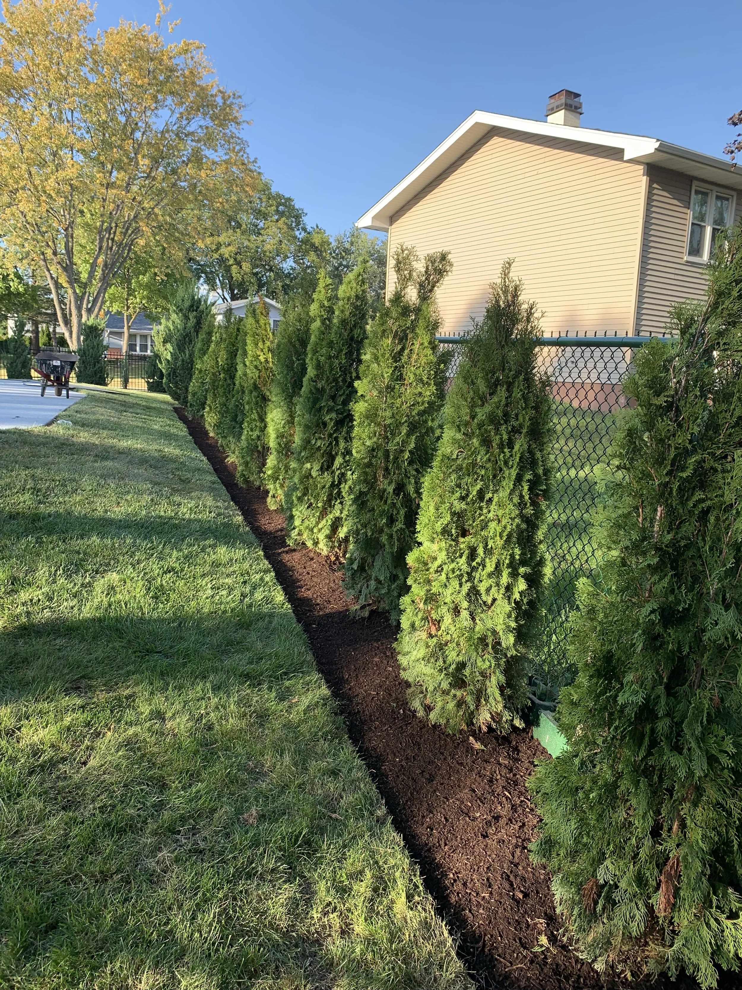 Completed arborvitae privacy screen installation by Home Pride Landscape & Design in Hoffman Estates, Illinois.
