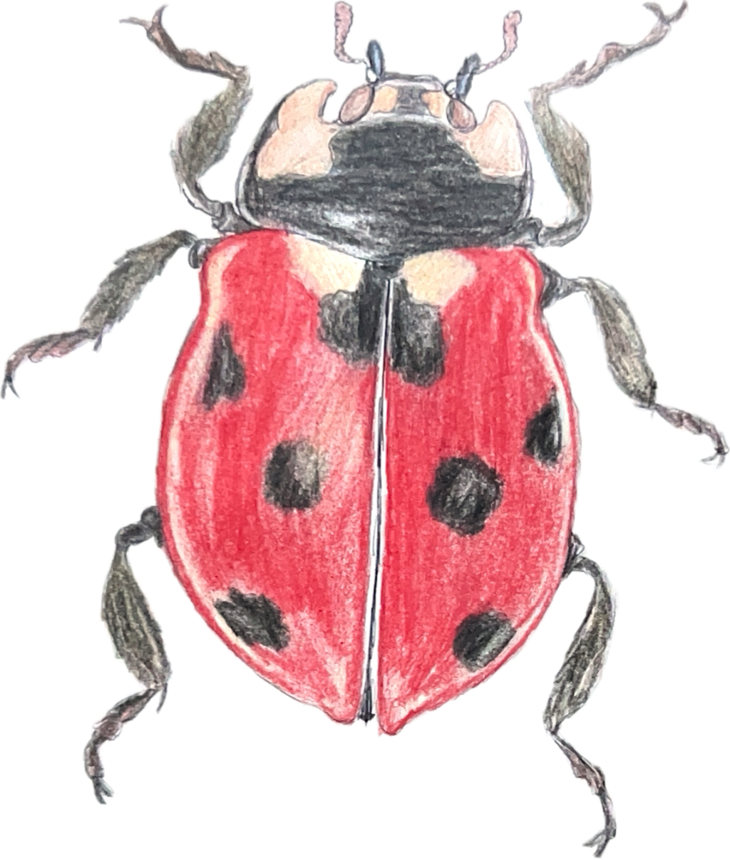 Ladybug