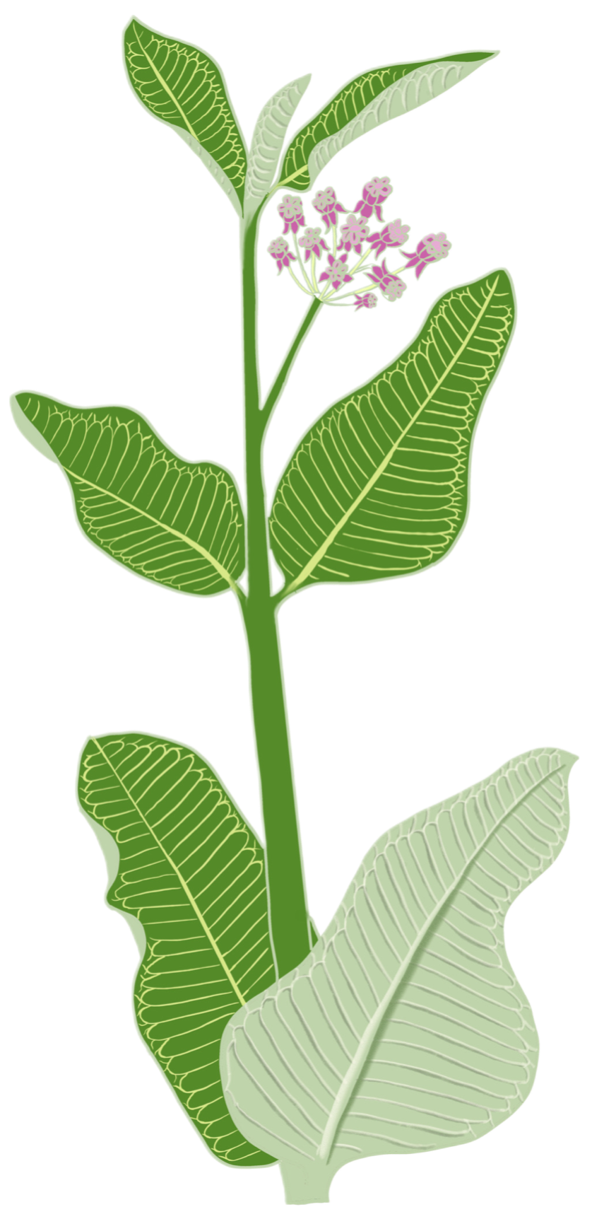 Milkweed plant