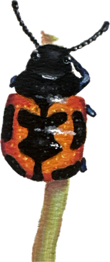 Swamp Milkweed Beetle