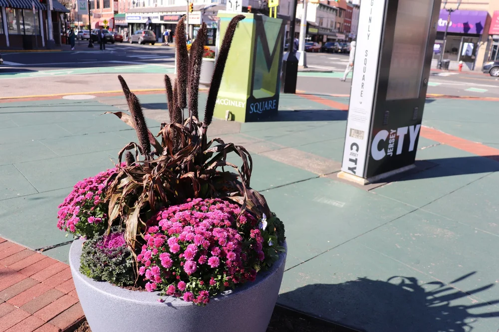 Fall planter with mums in the McGinley Square Plaza