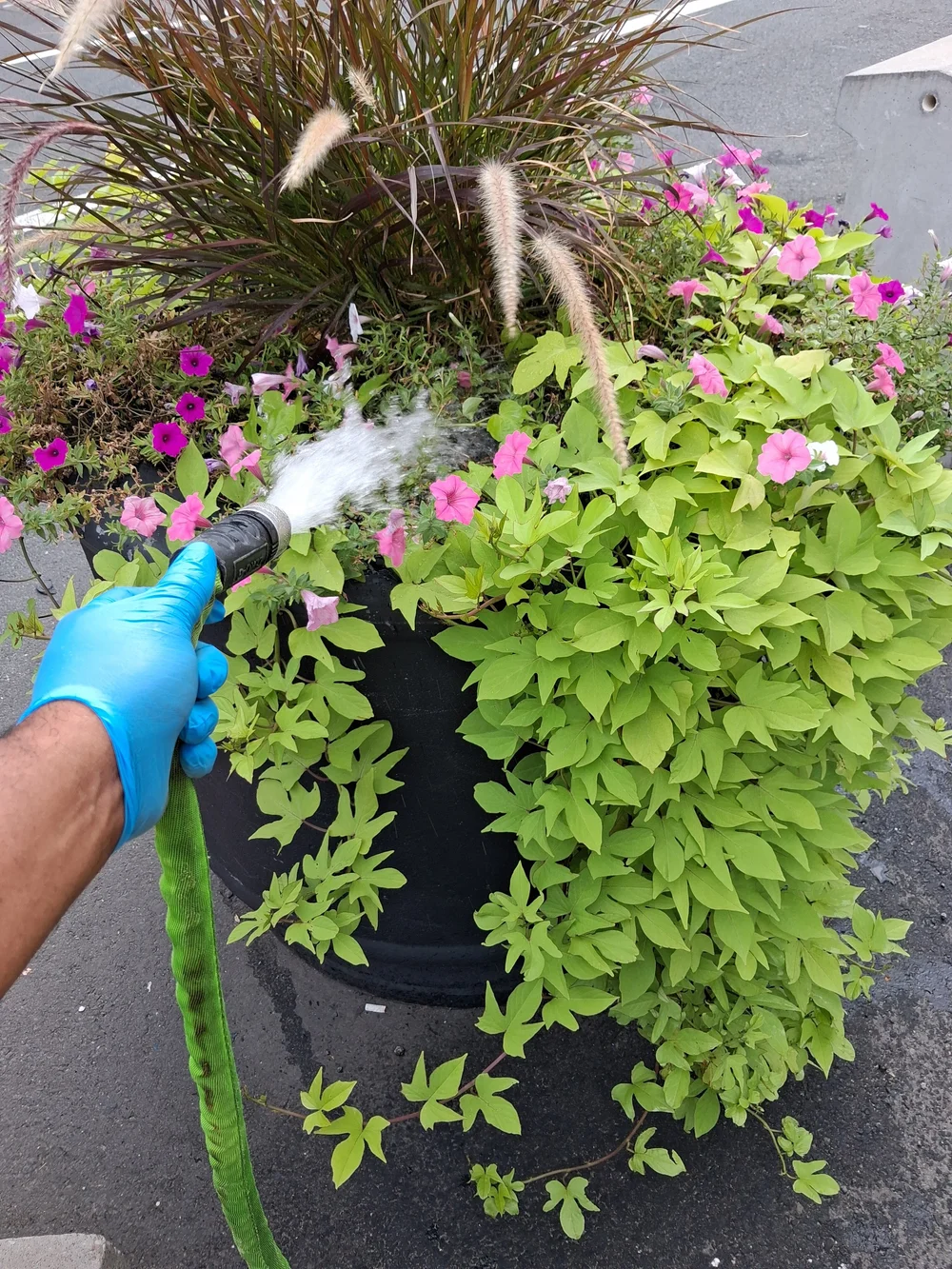 Watering a hanging planter