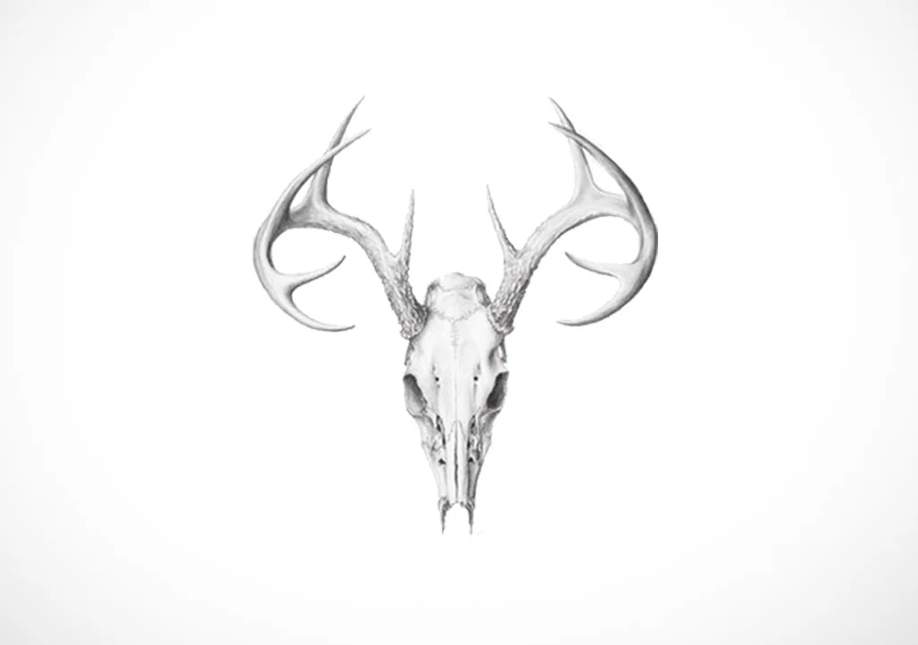 Череп лося рисунок