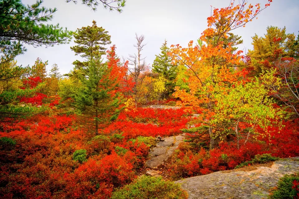 Brilliant crimson ground cover frames slender trees with green, yellow and orange canopies.