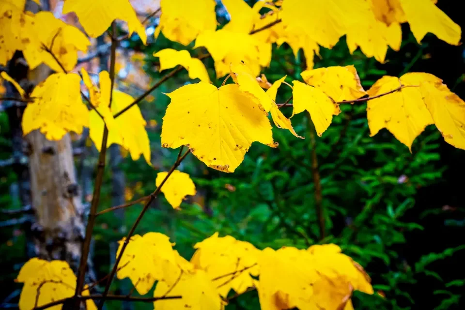 Glowing yellow autumn leaves hang against deep green woodland shadows.