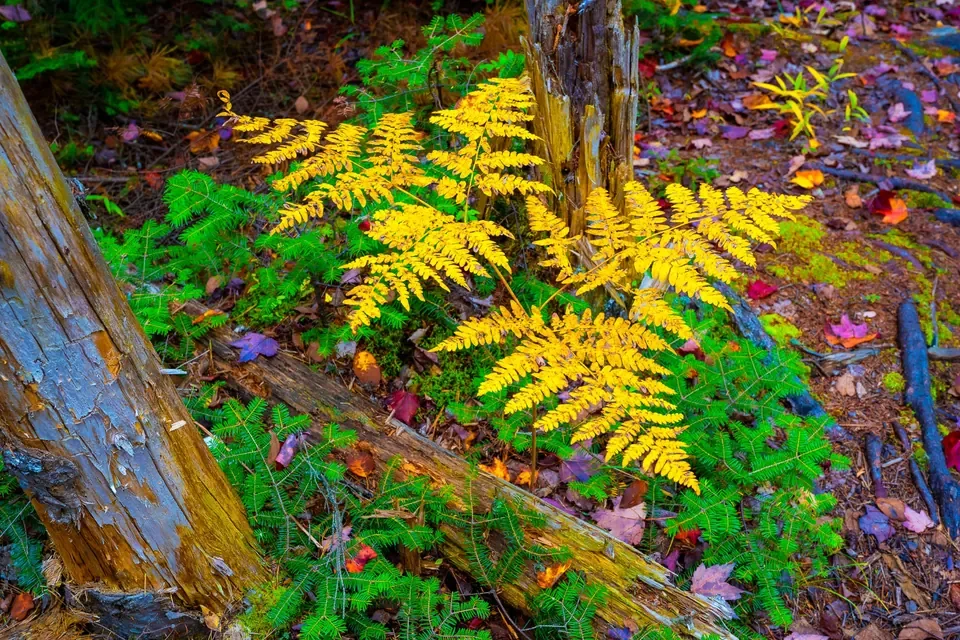 A golden yellow fern lights up a mossy forest floor against spruce and weathered wood.