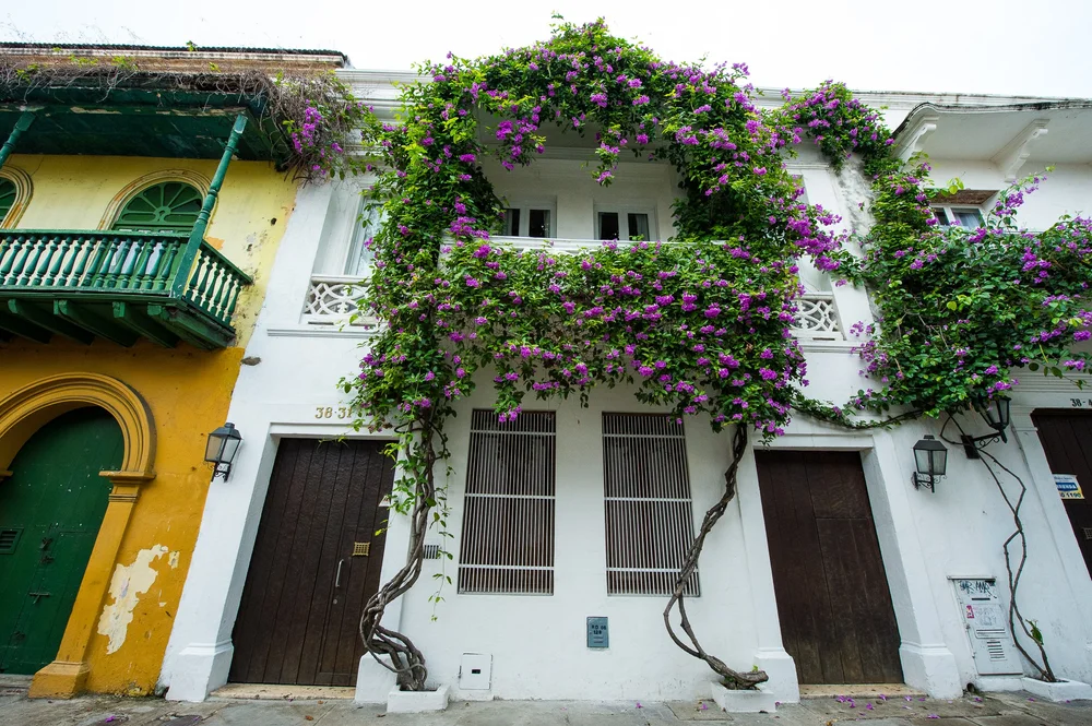 Purple bougainvillea covers a white facade above a simple wooden door.