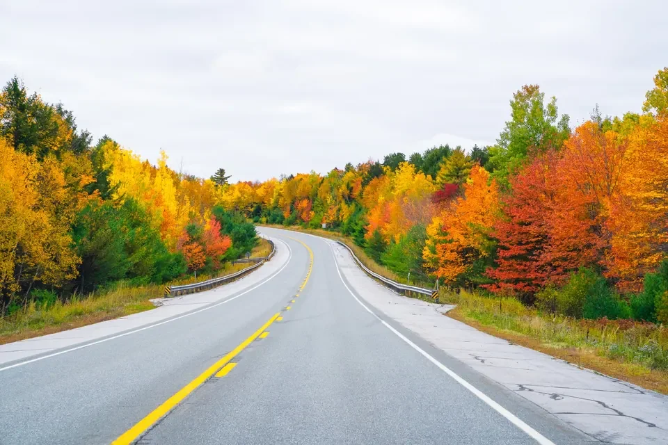 A curving open road disappears into brilliant gold, orange and red Acadia autumn trees.