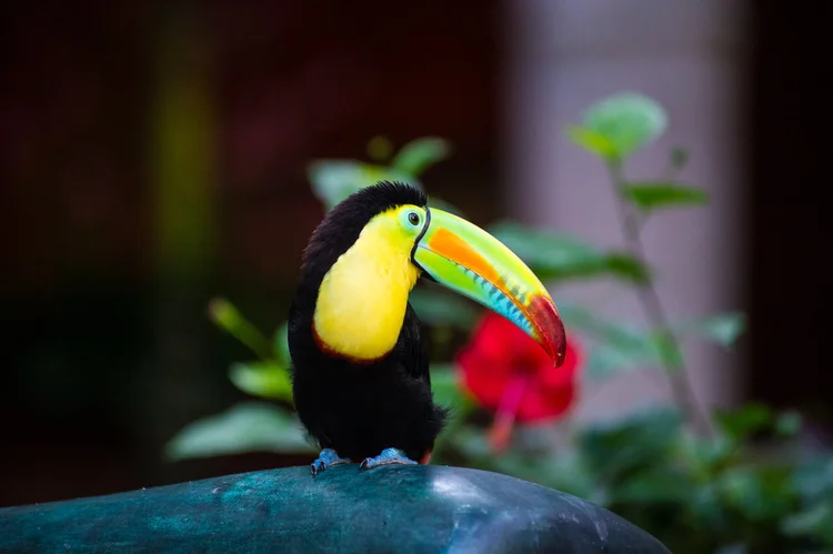Mateo rests quietly on his perch, with a red hibiscus glowing behind his colorful bill.
