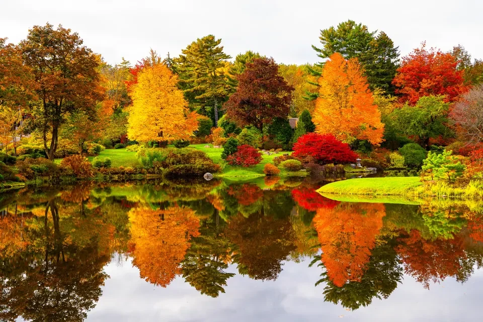 Gold, orange and crimson trees make near-perfect reflections in a quiet autumn pond.