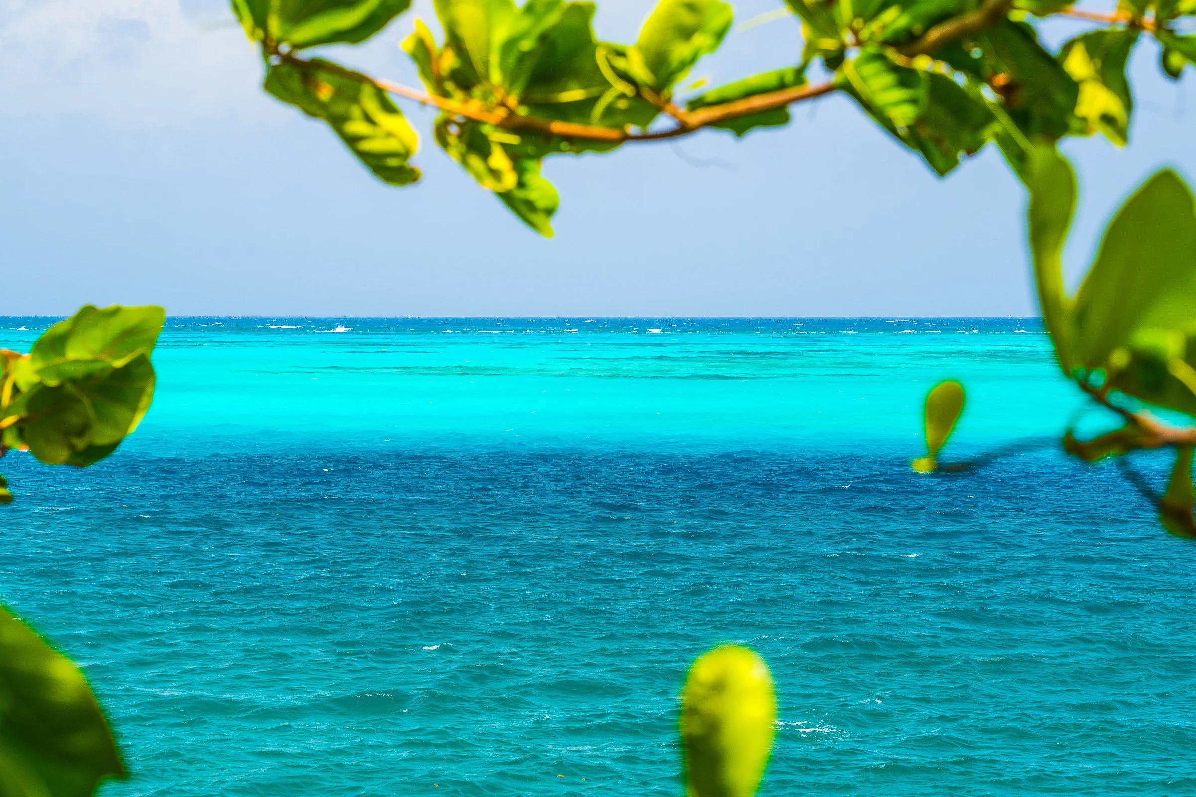 A bright turquoise sea framed by sunlit tropical leaves.