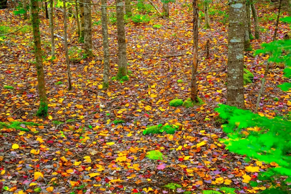 Orange, yellow and brown fallen leaves carpet a quiet grove of slender trees and moss.