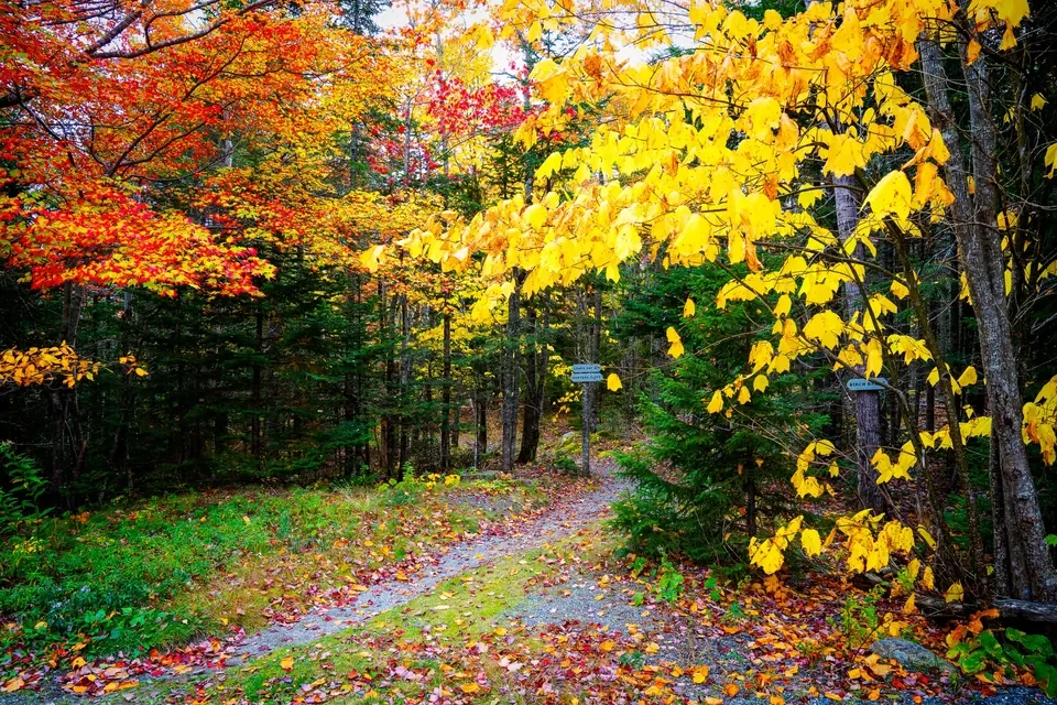 A wooded trail bends below brilliant yellow leaves and scarlet branches in autumn.
